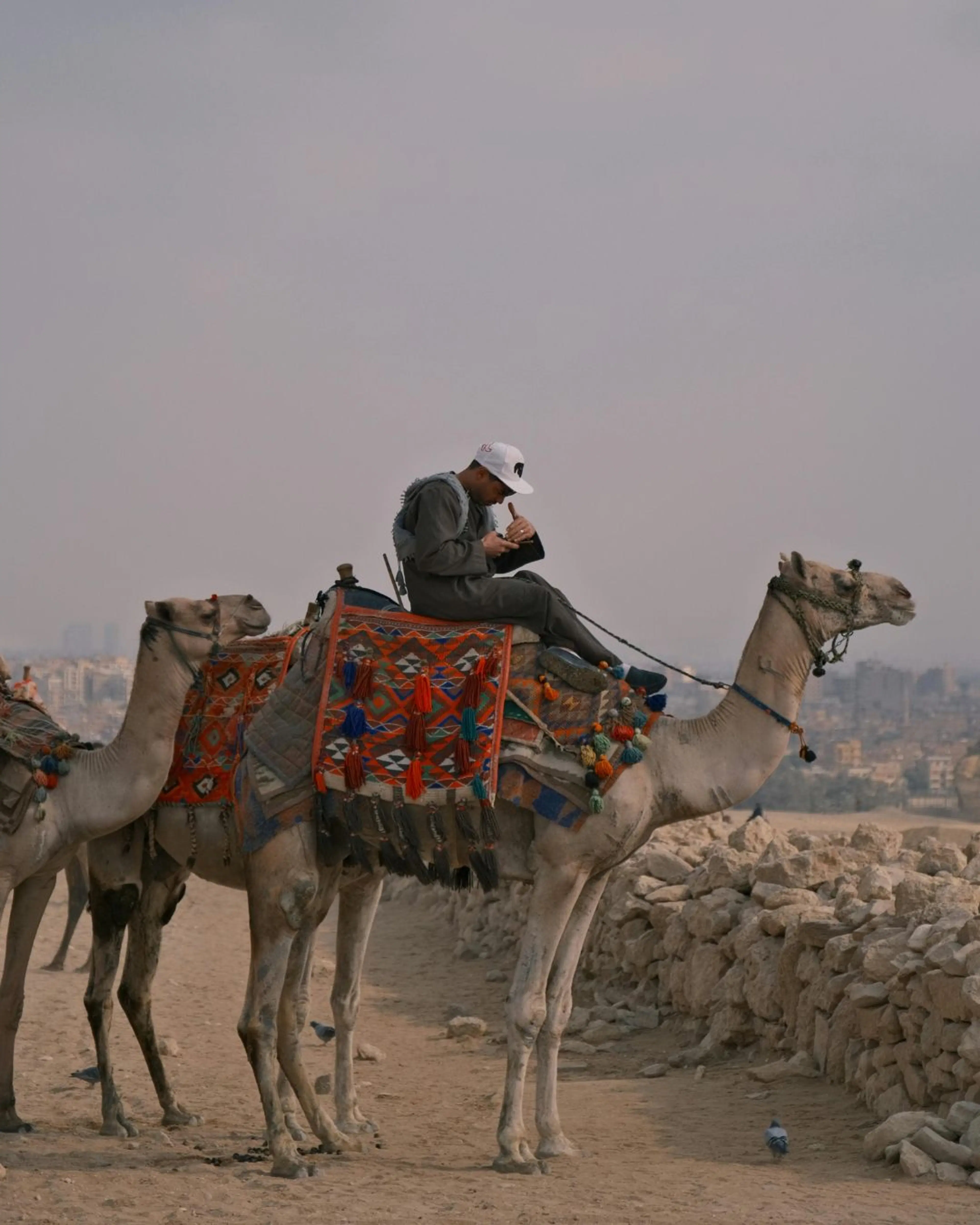 Camel Ride Experience