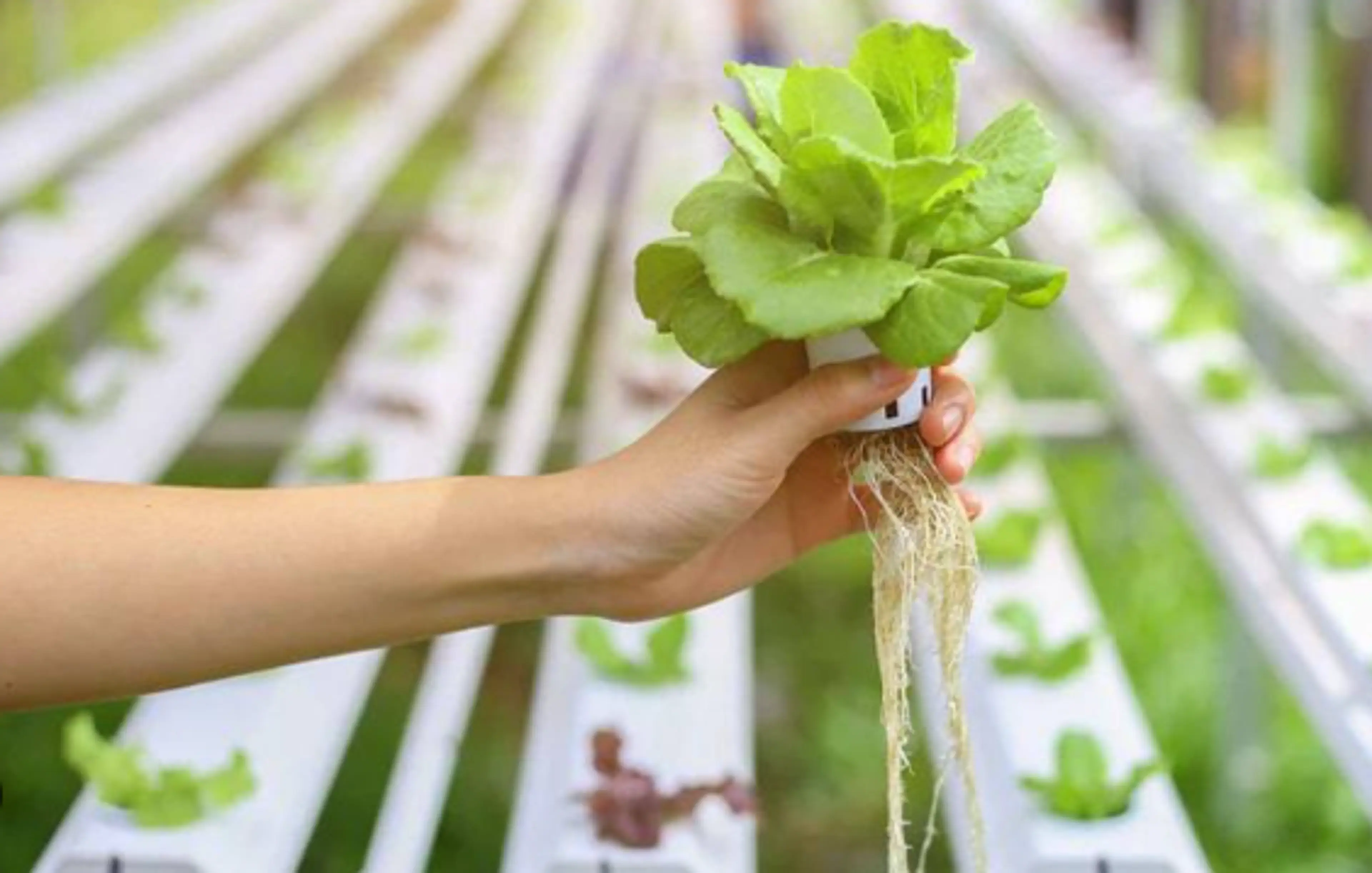 Hydroponic Farm Tour