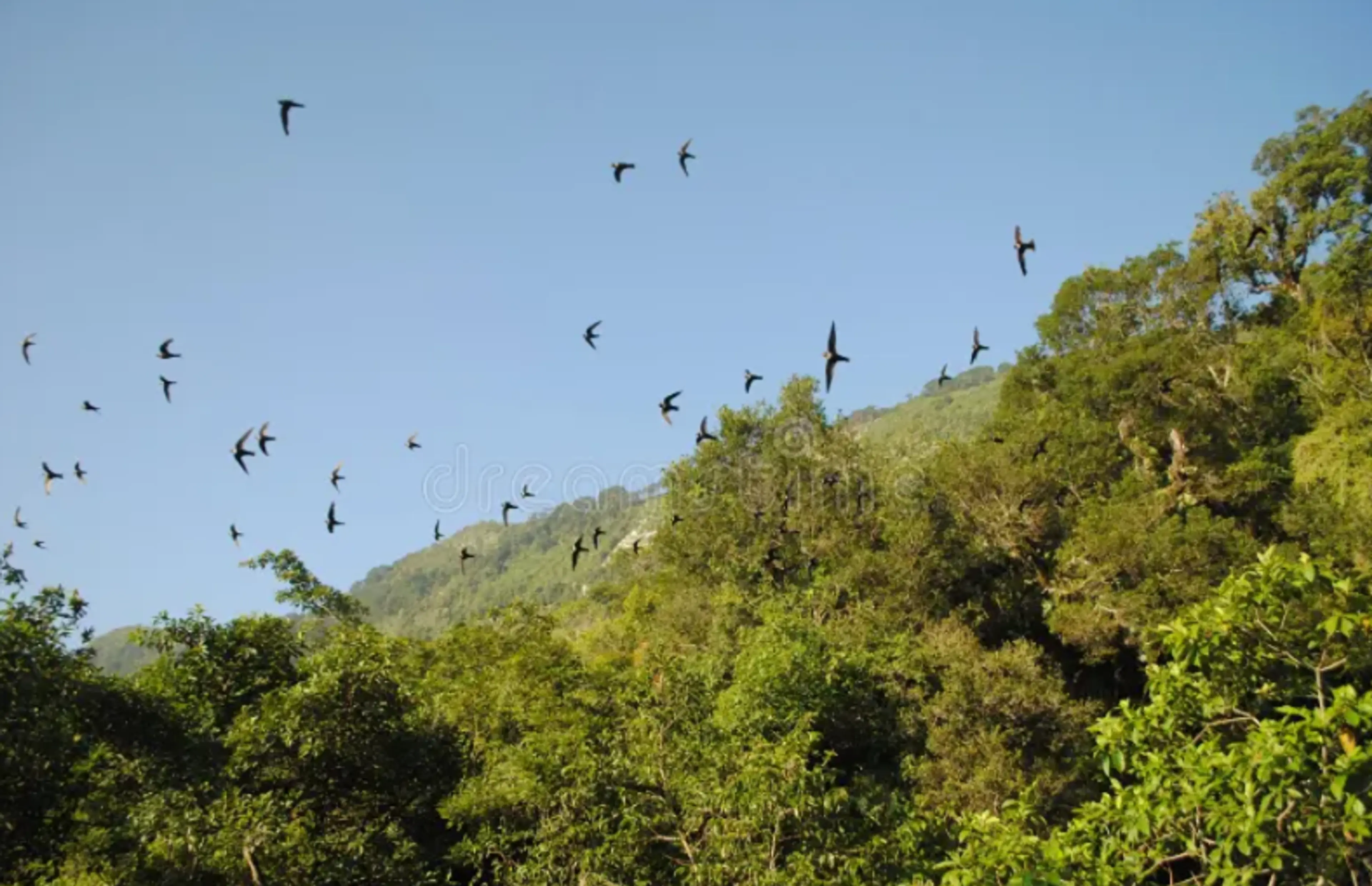 Birdwatching