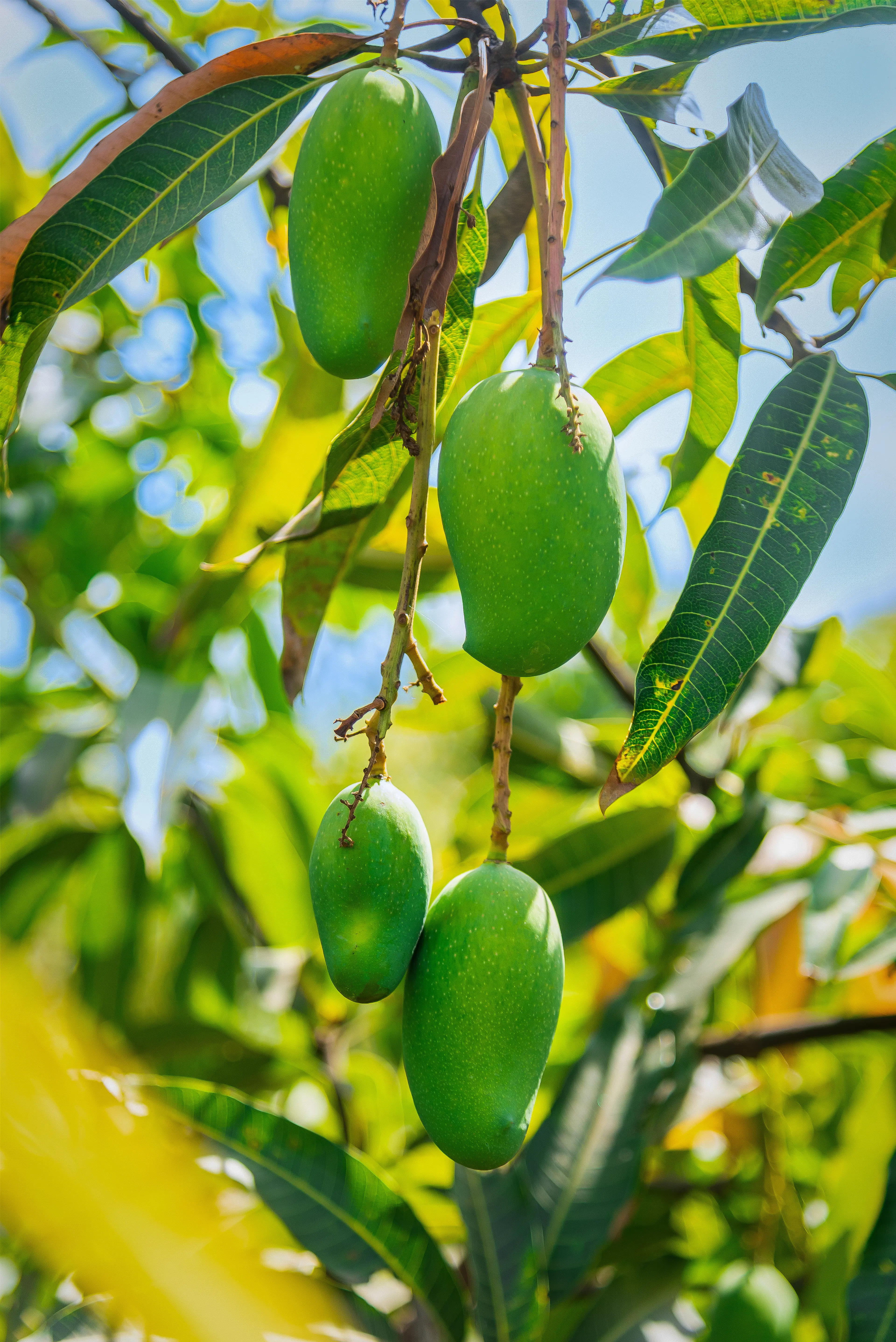 Mango Orchard Trails