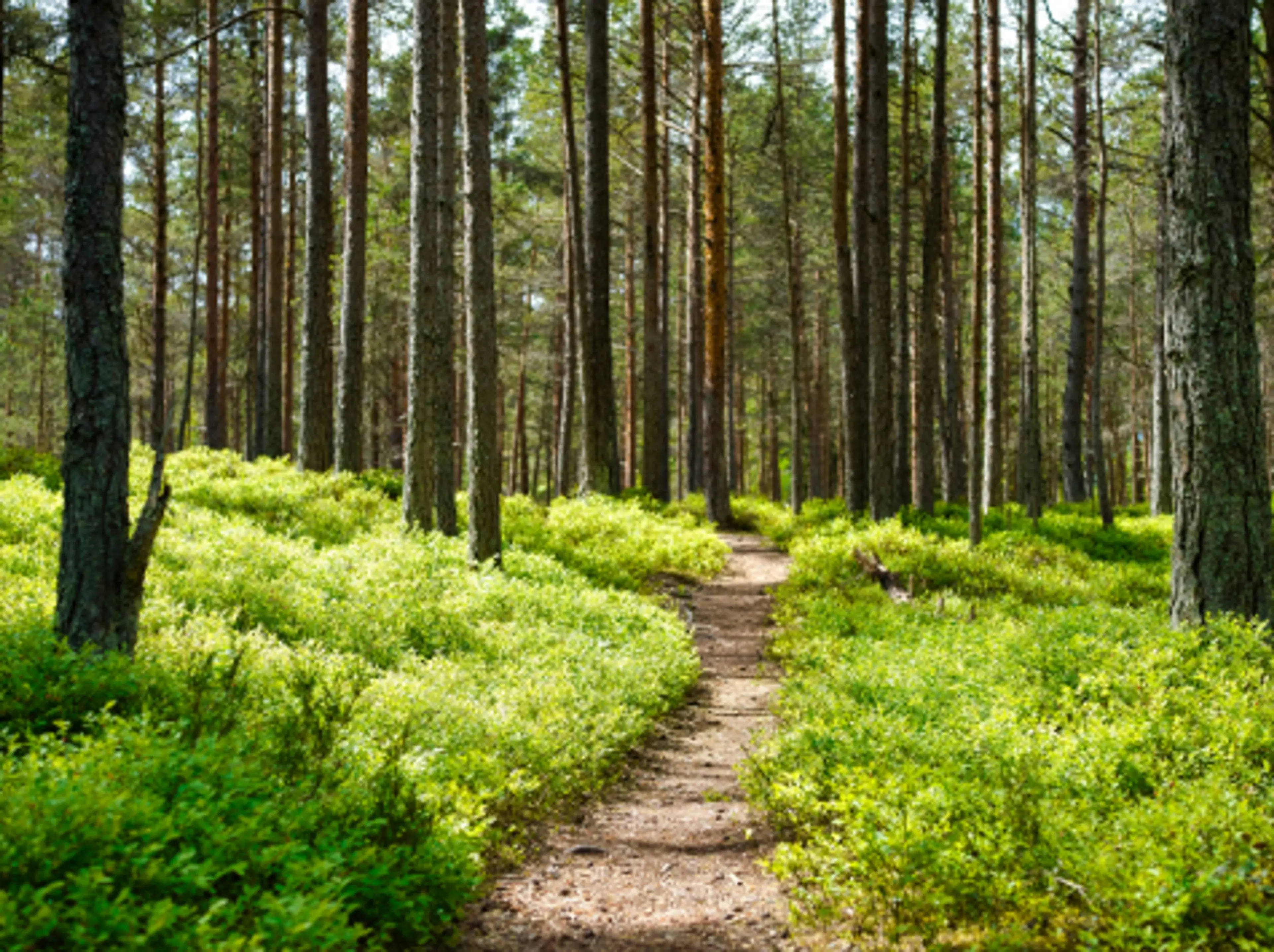 Nature Trail Through the Jungle