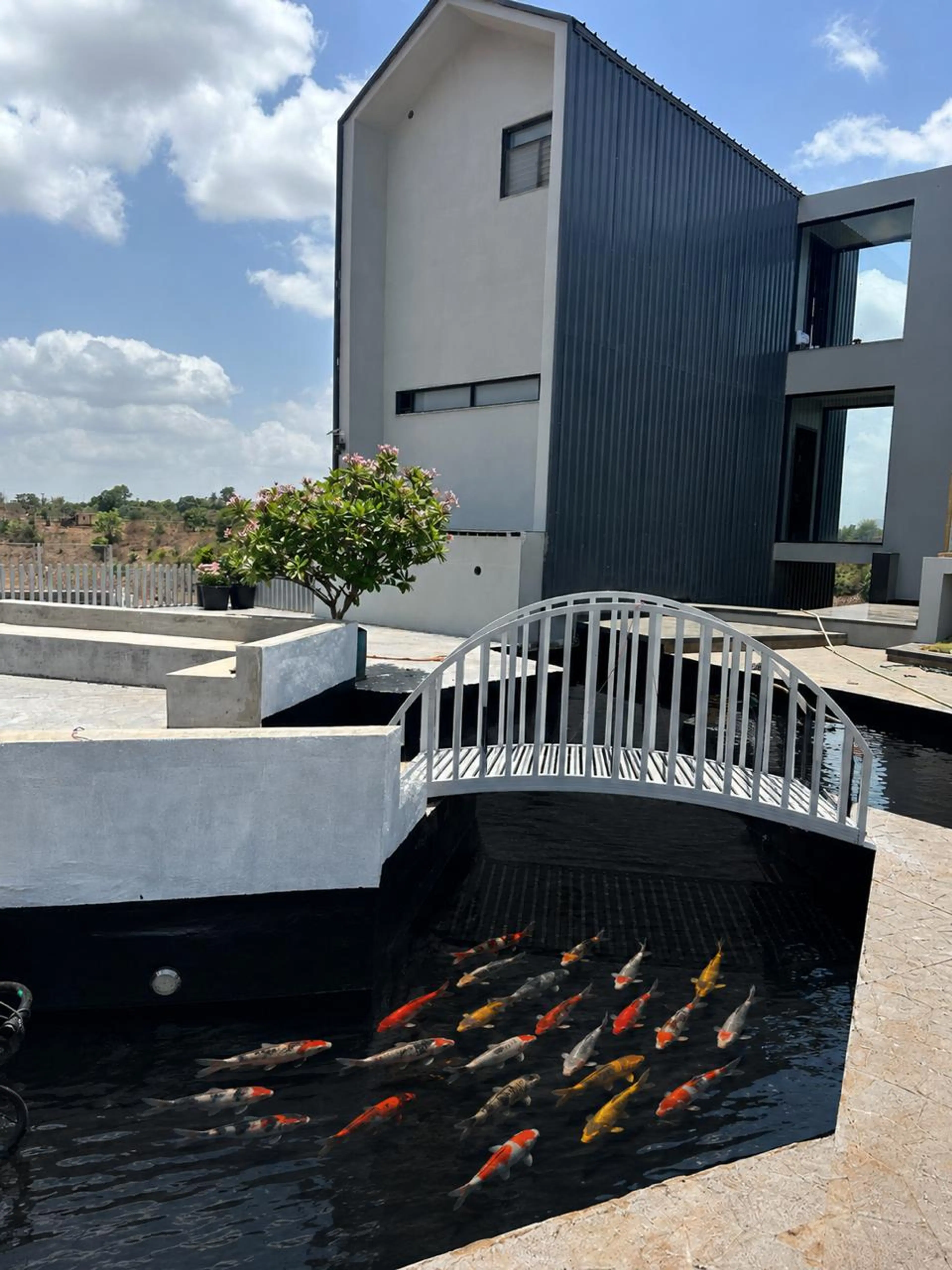 Koi Pond