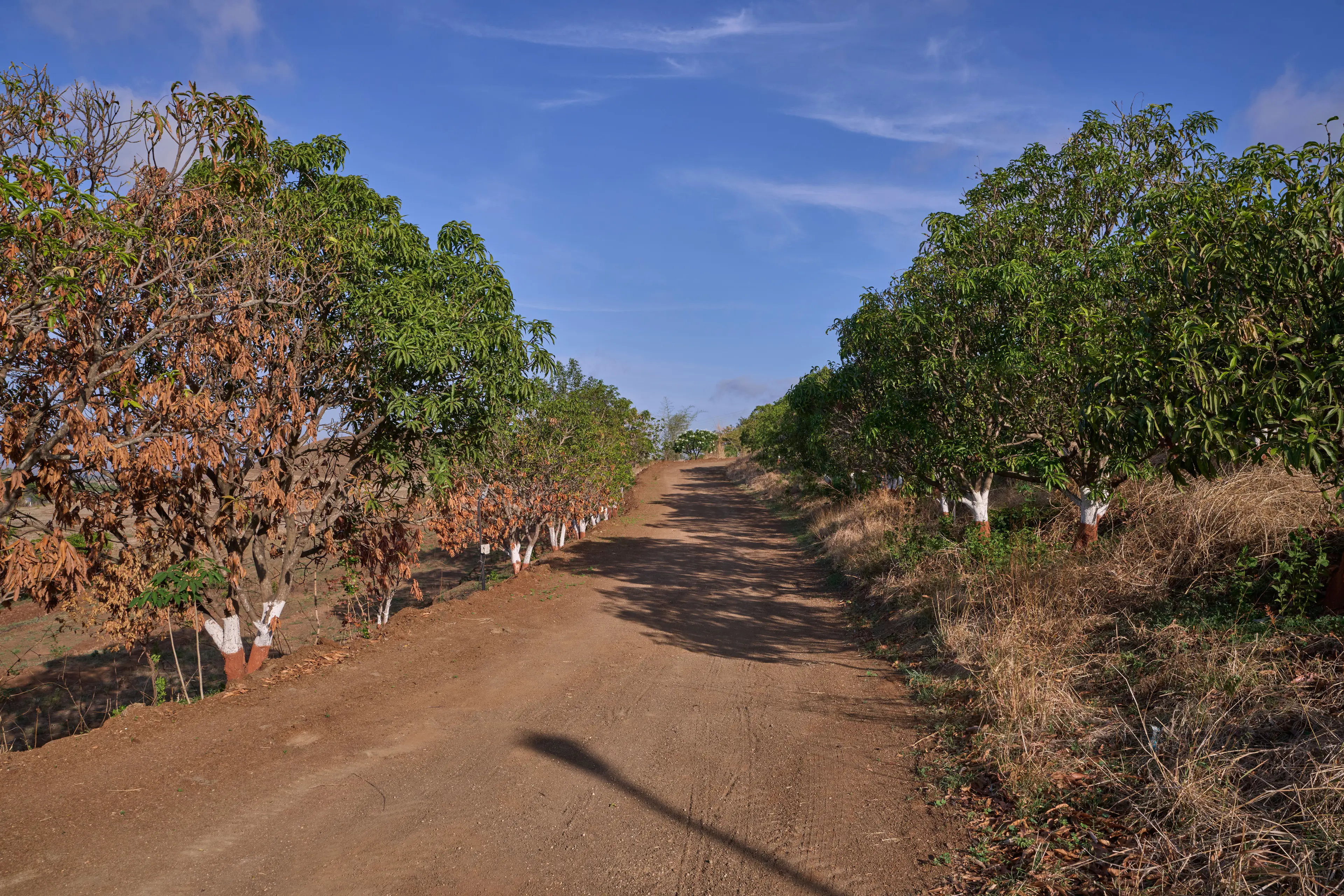 Cycle through the Mango orchards