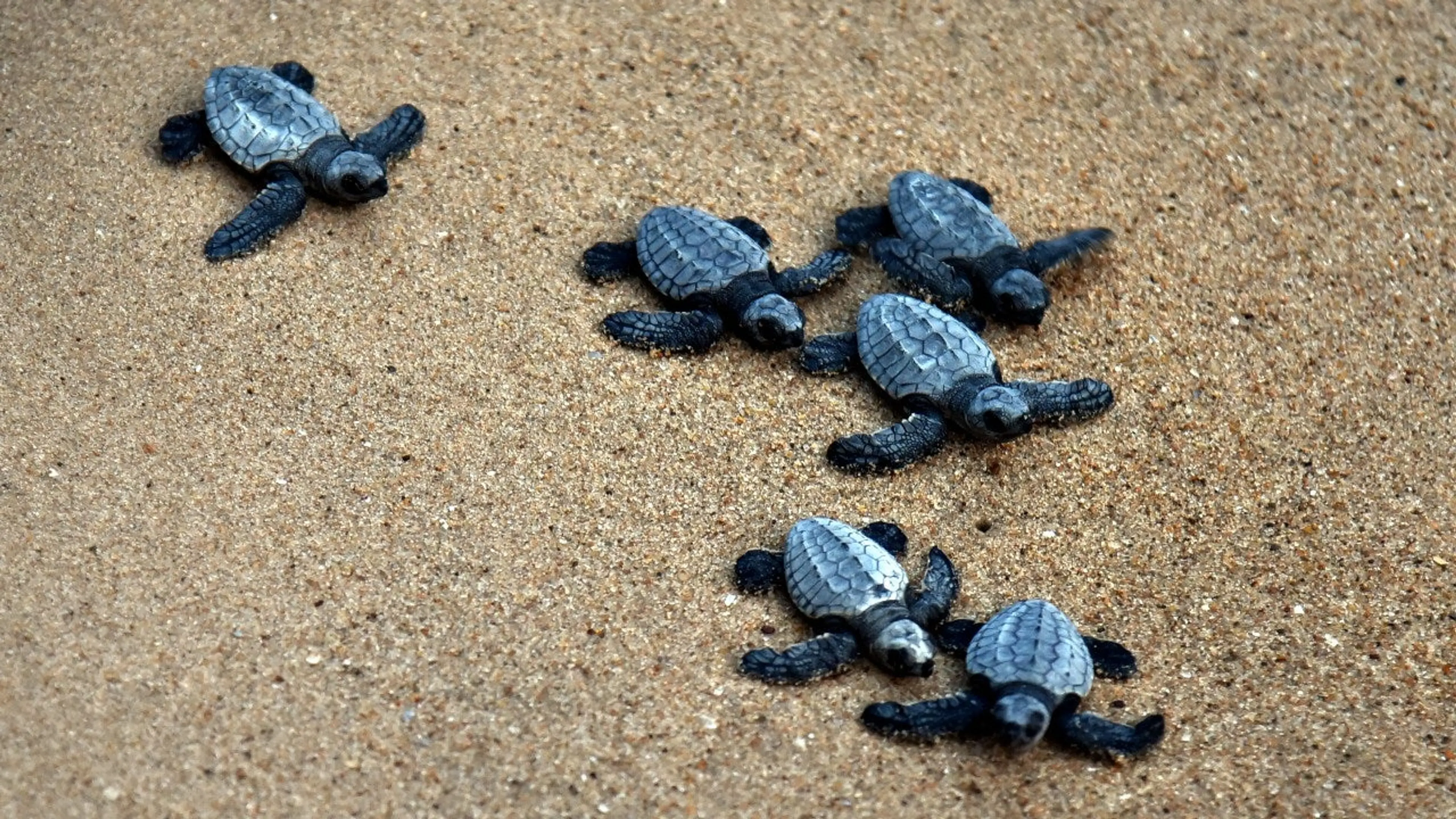 Best Villas in the Konkan Coast