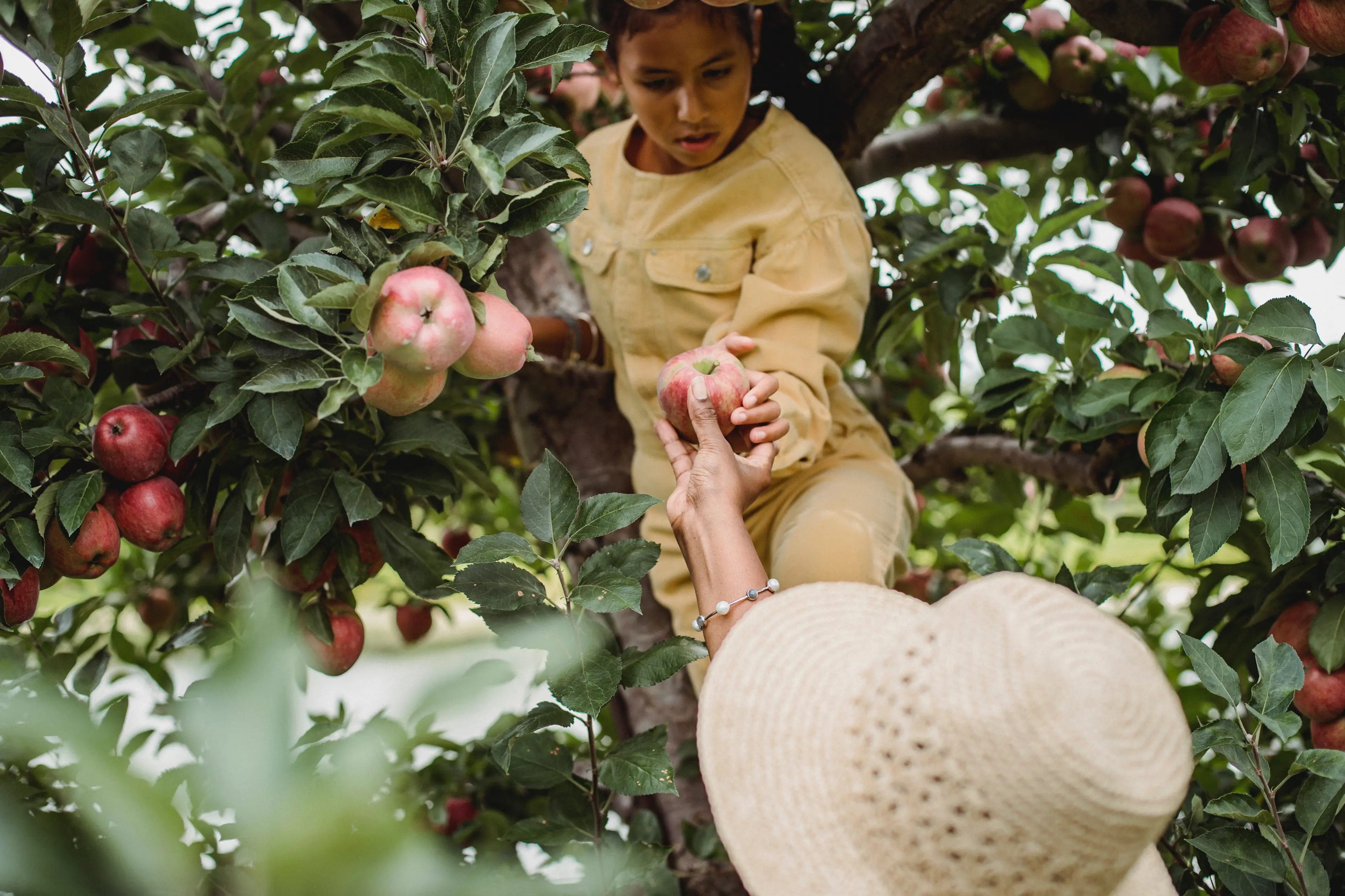 Apple Picking in the North