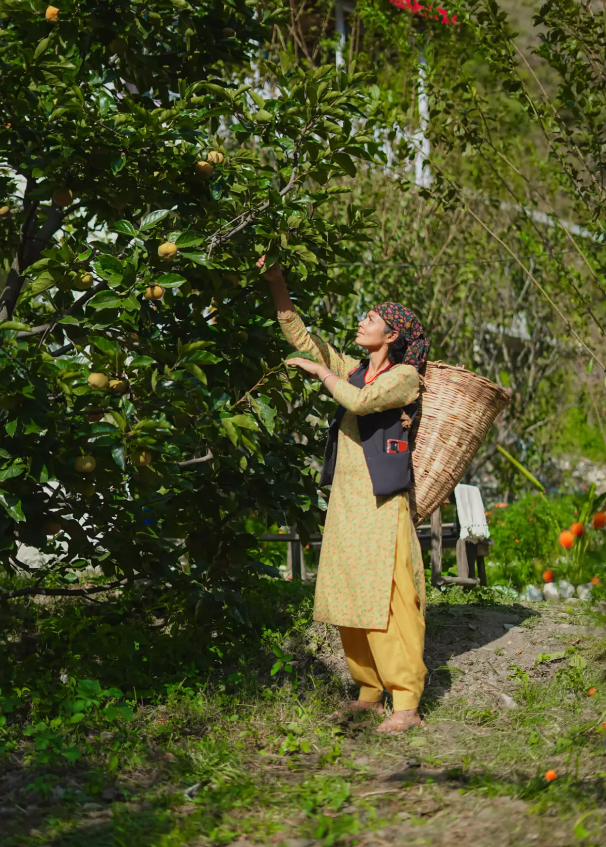 Experience orchard picking between July-August.