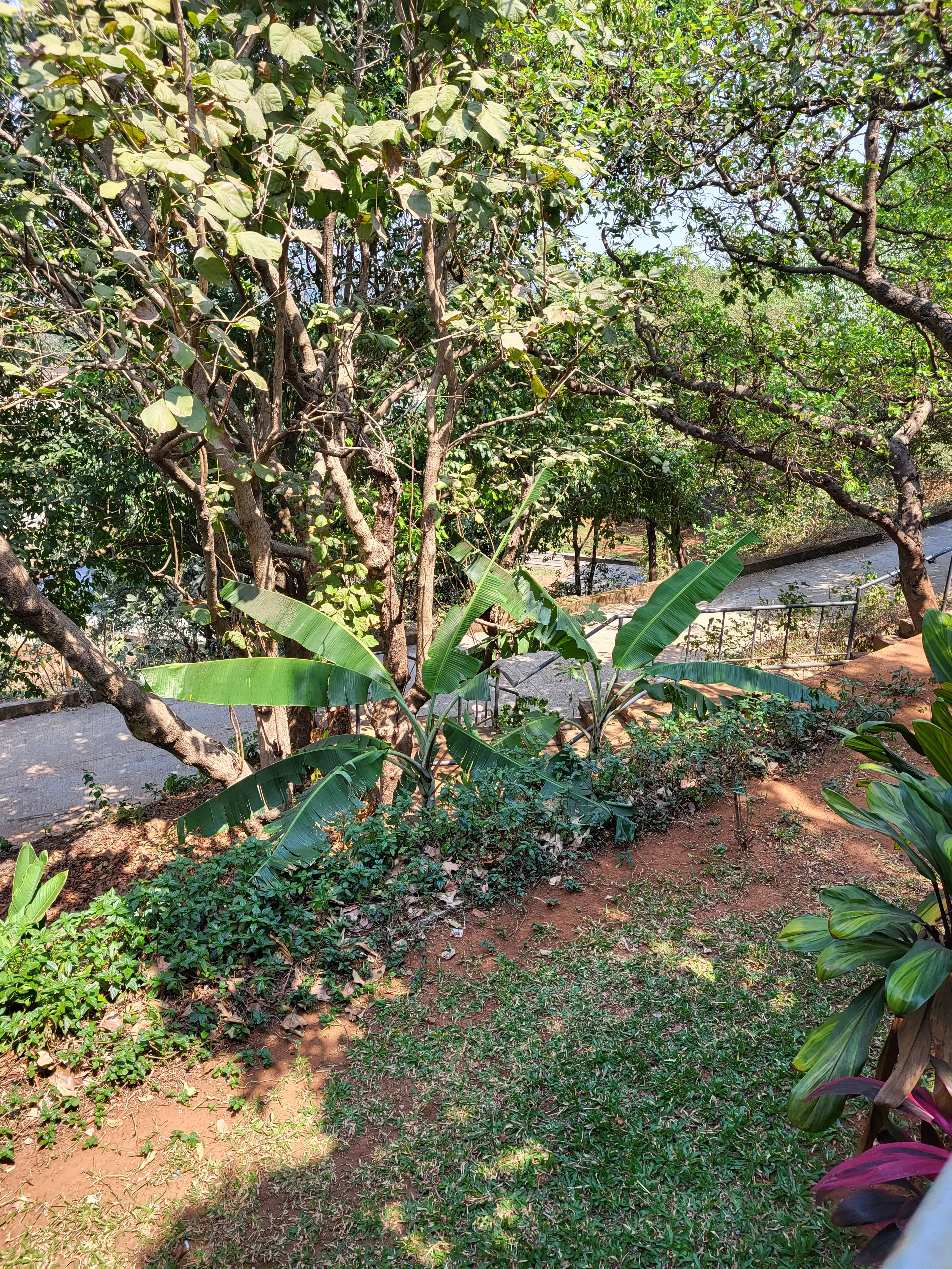 Anju