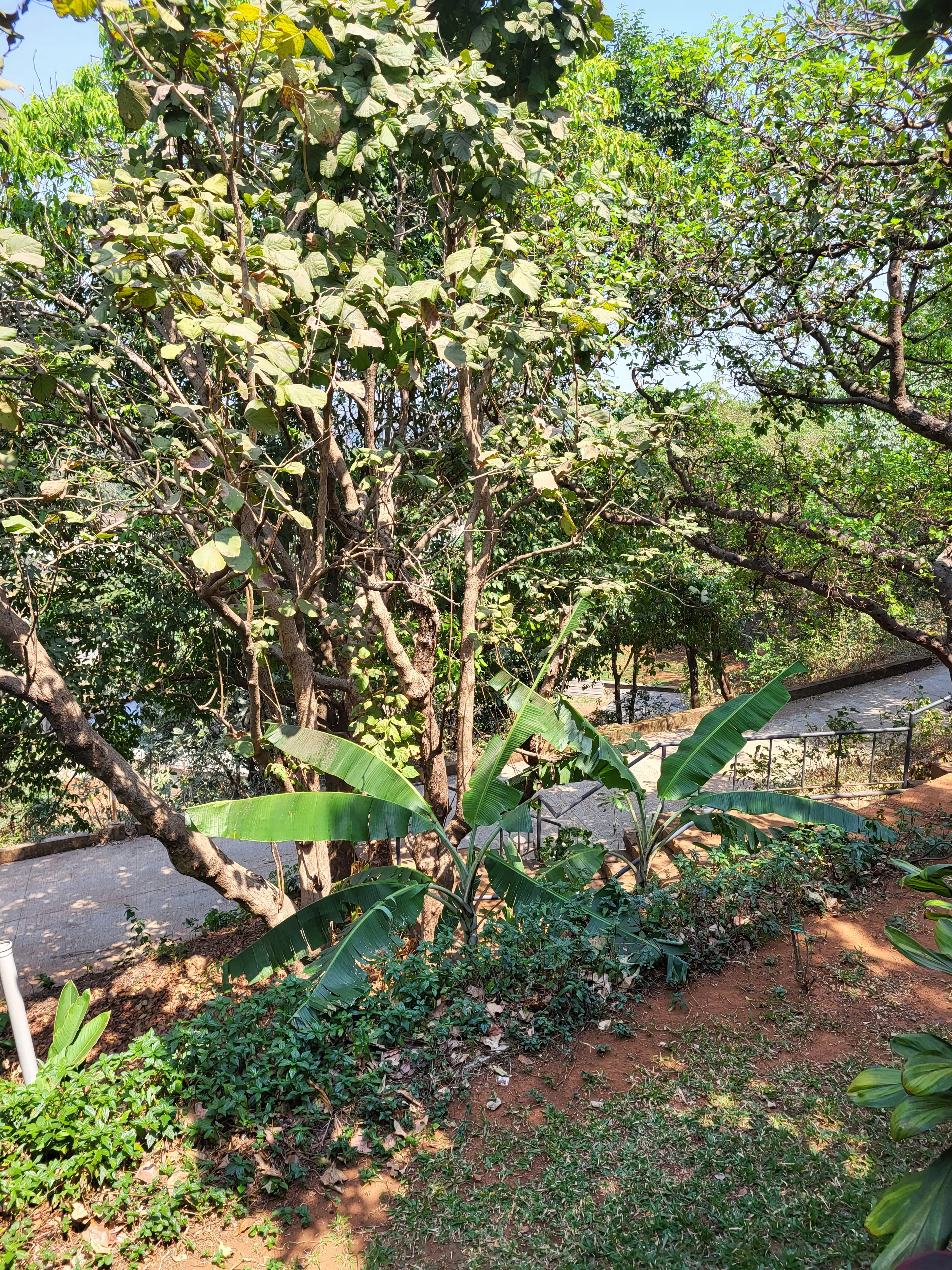 Anju