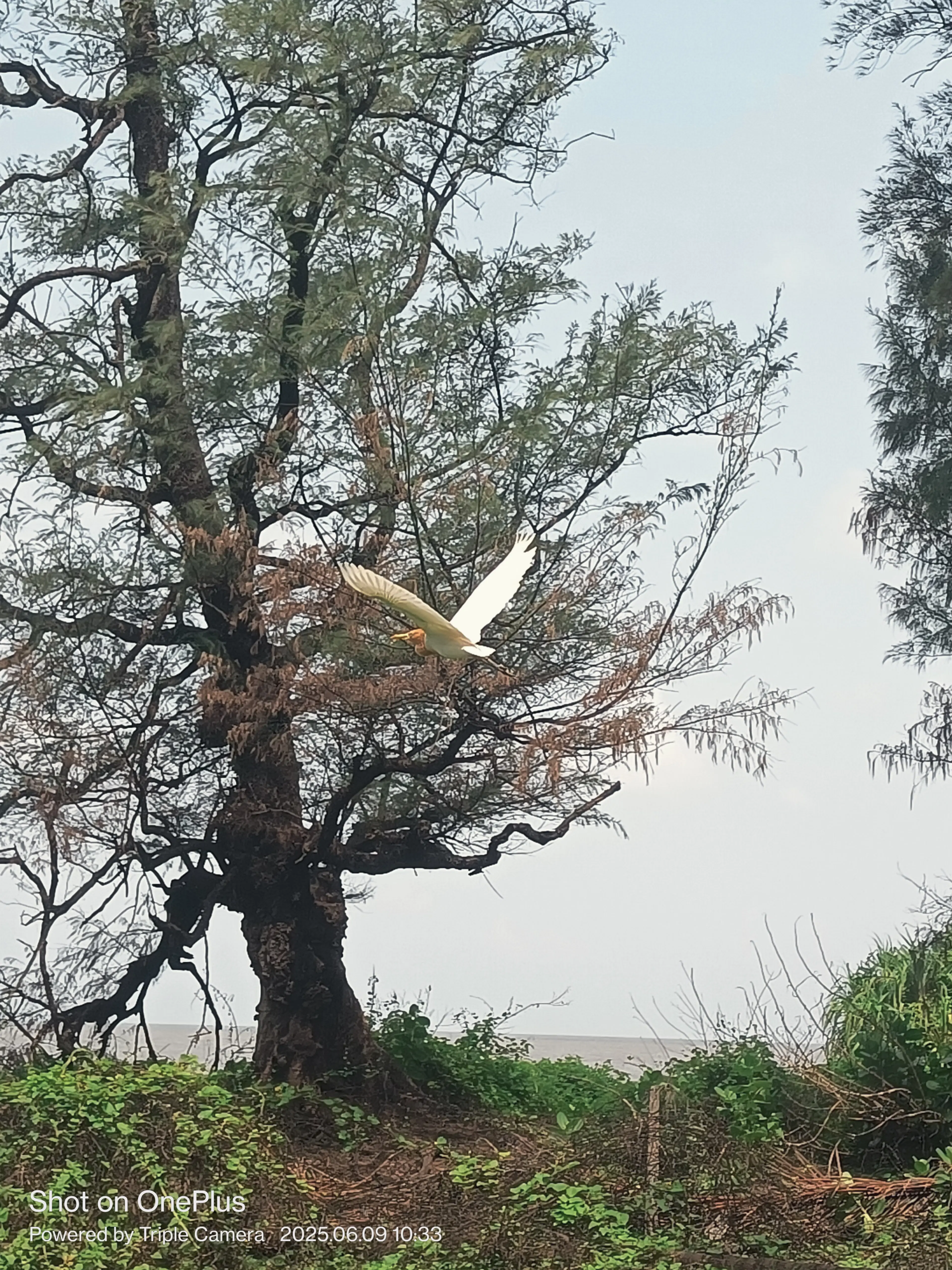 Avijit Upadhyay