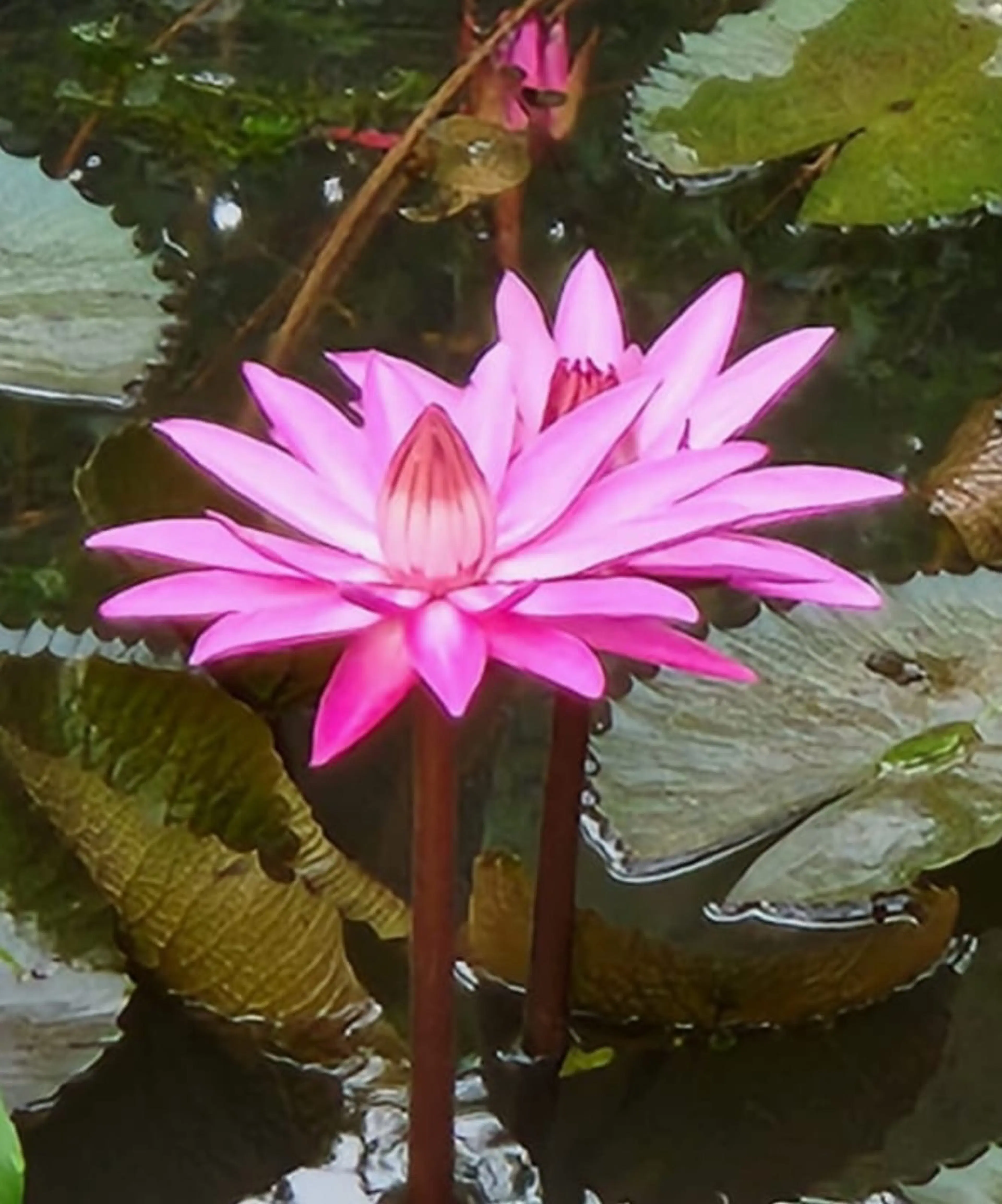 Navneeth Shankar