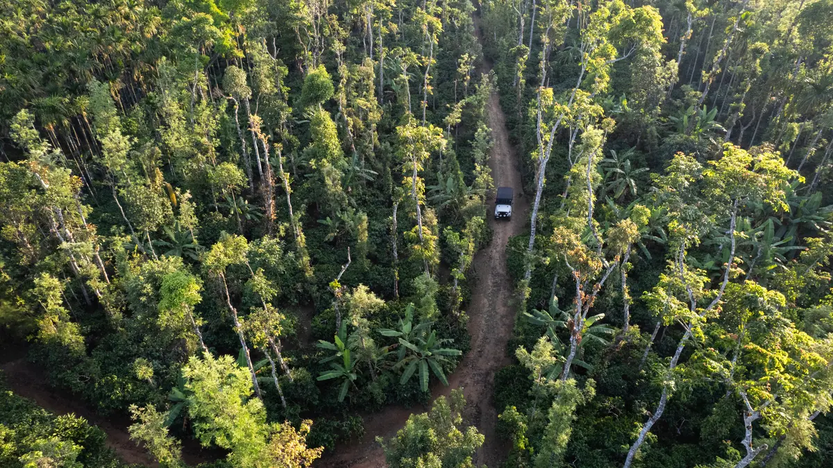 Ten acres of coffee country, unfolding in every direction.