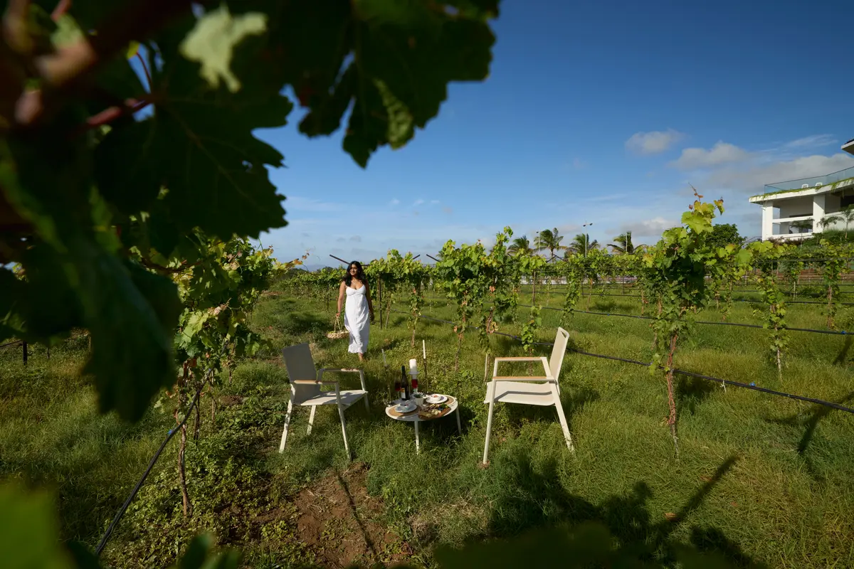 Surrounded by private vineyards, every stroll through the vines offers a peaceful escape into nature and the timeless charm of wine country.