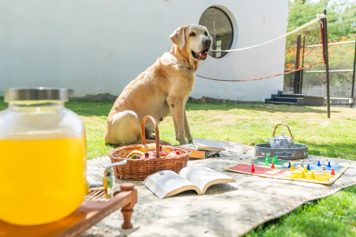 Pack a picnic and bring your four-legged companion along.