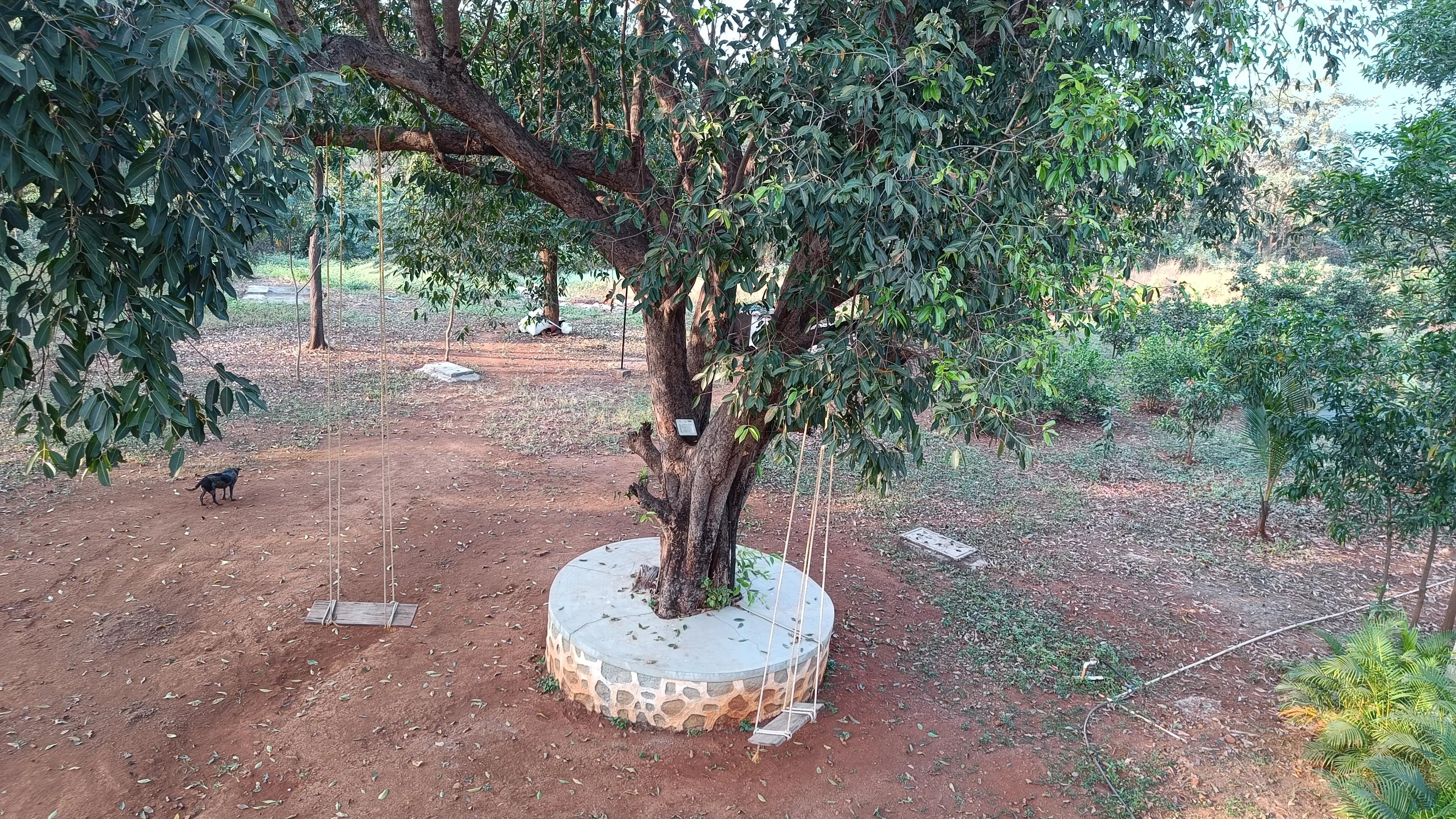 Drkedar