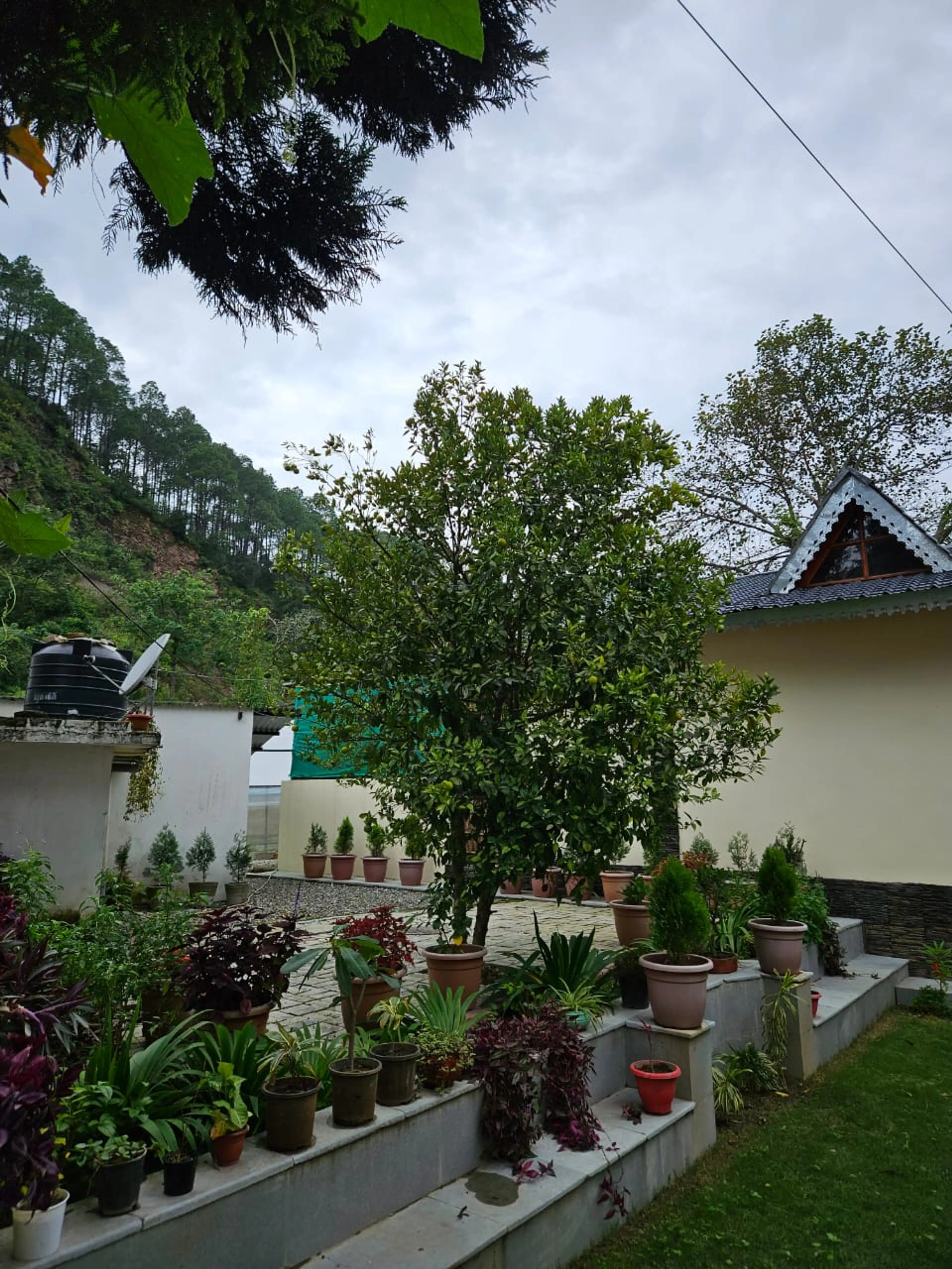 shehla