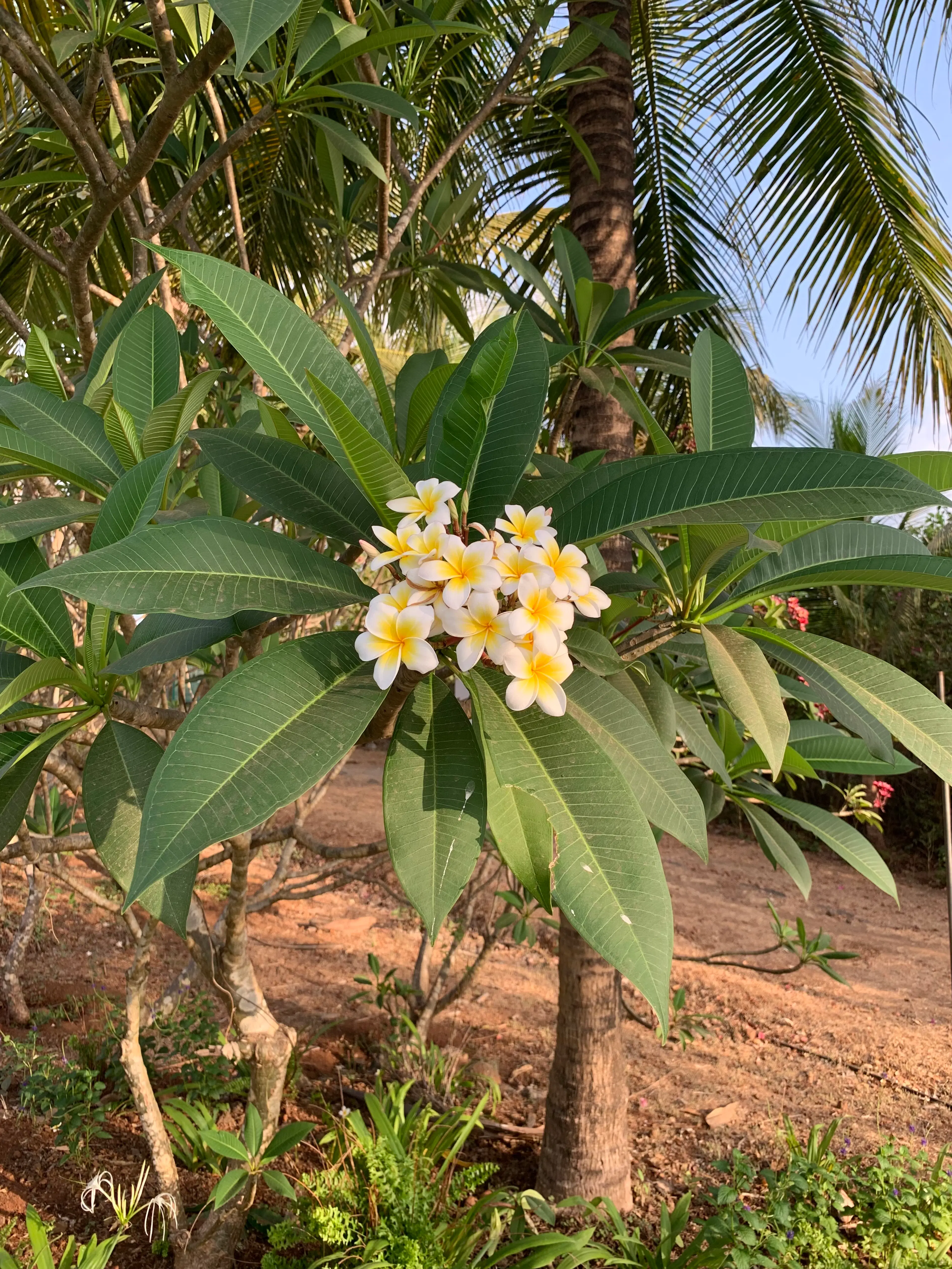 Jeyamalini