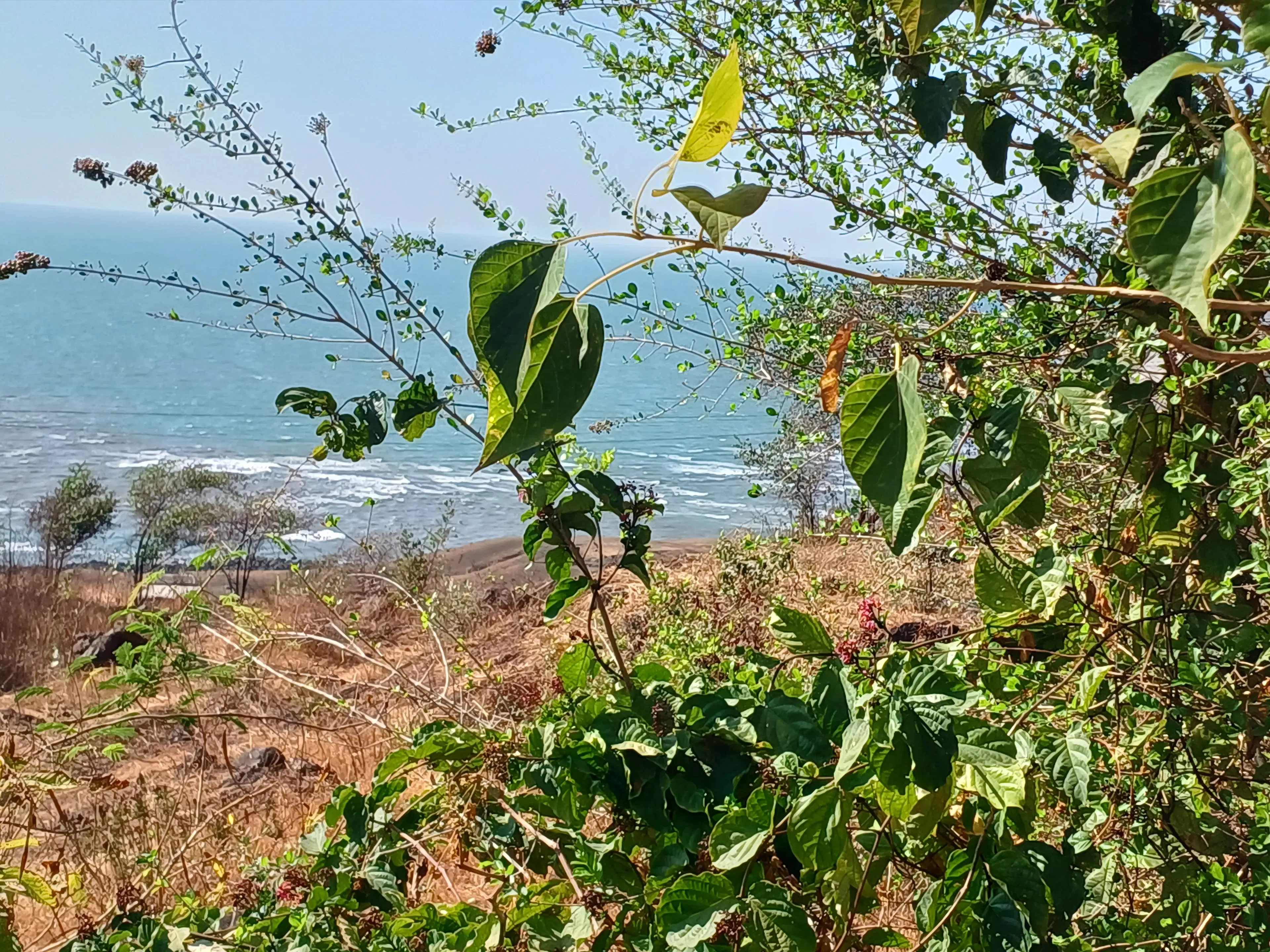 Rajita