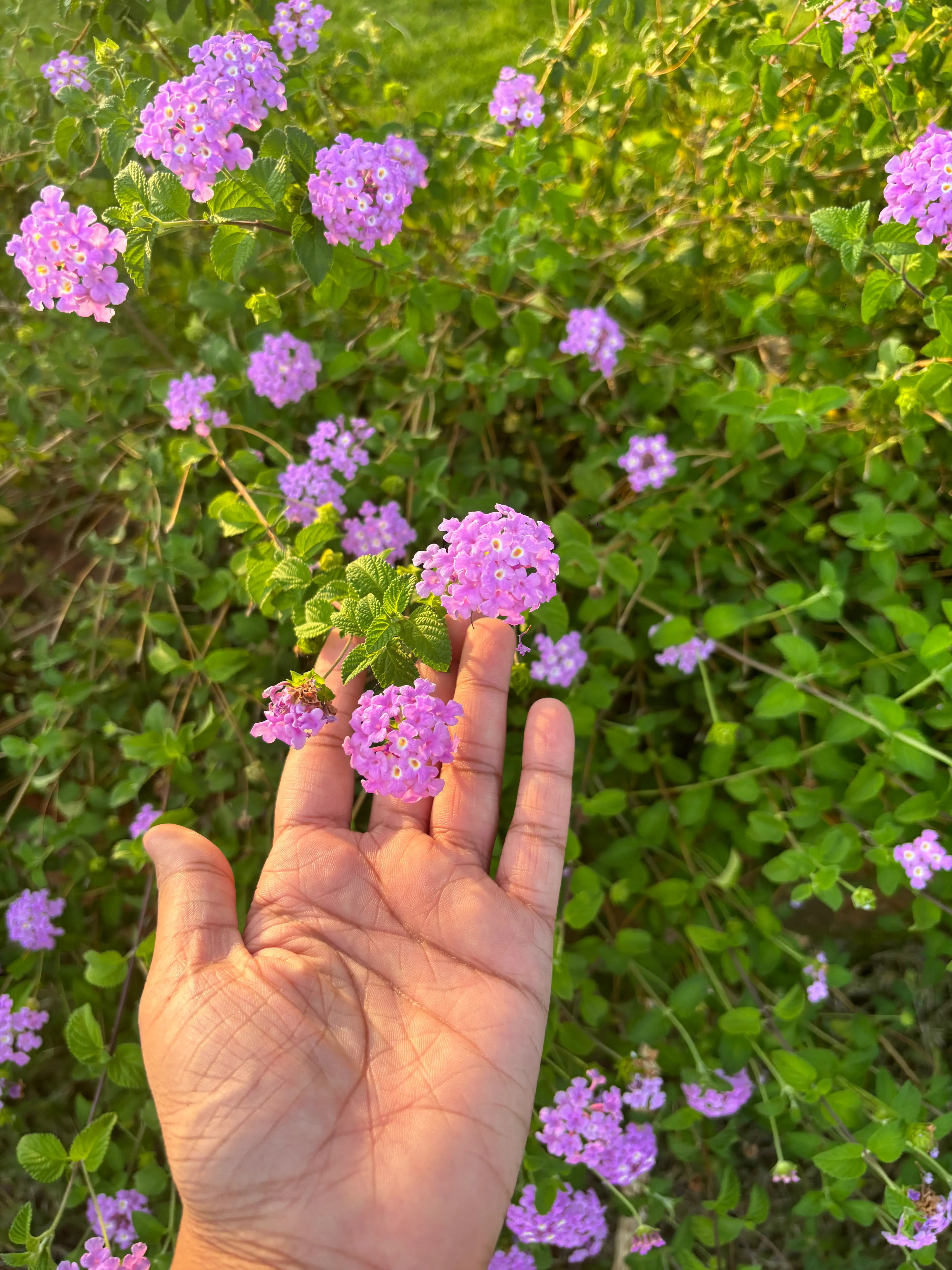 Saswati