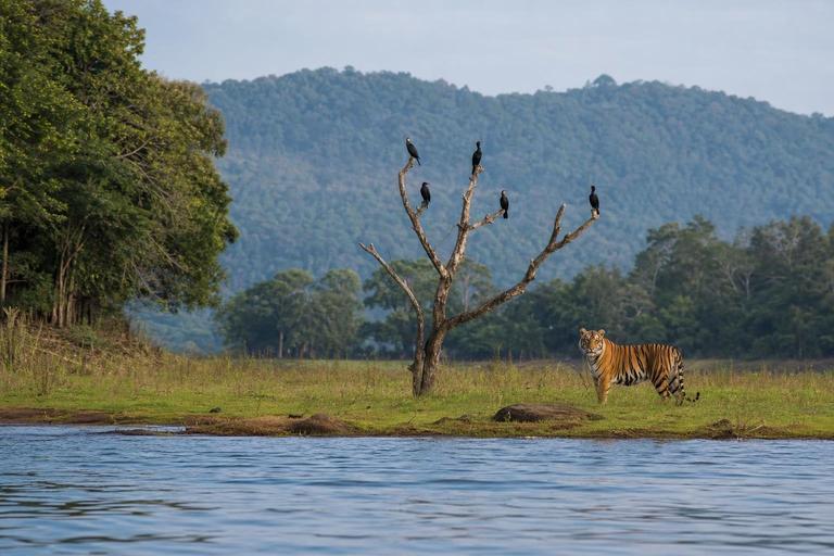 Bhadra Wildlife Sanctuary — AI-generated illustration