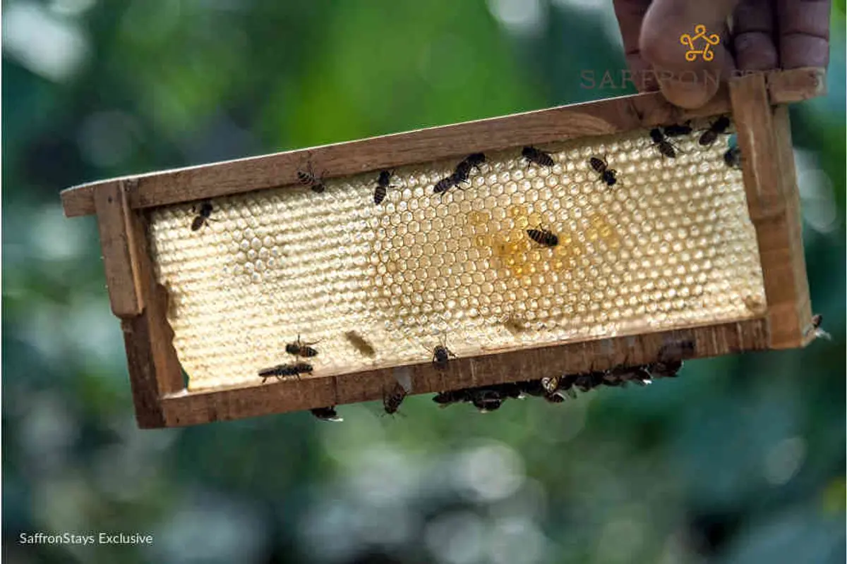 With a demonstrative session by the homeowner, guests can learn more about bees and beekeeping.