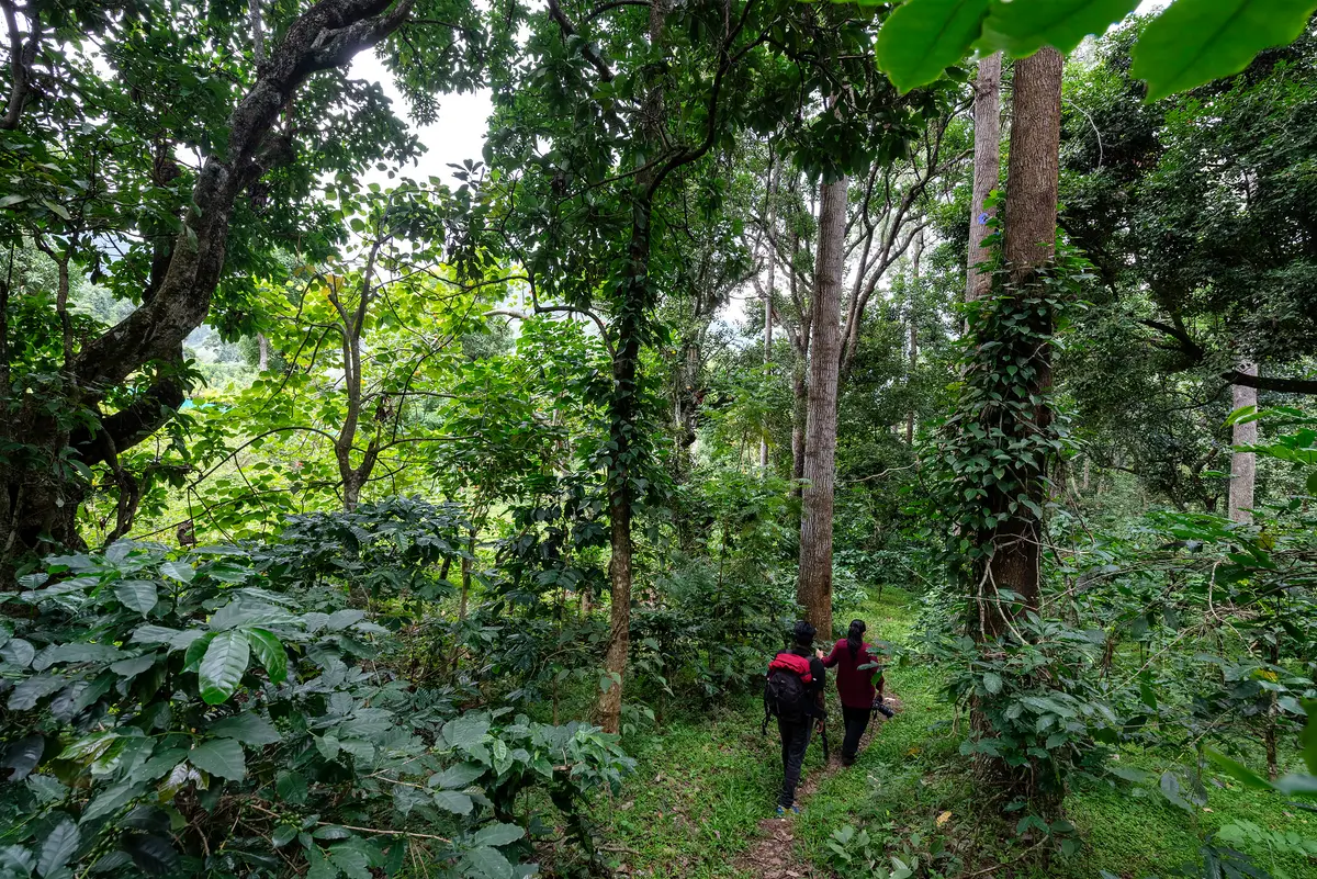 Enjoy a leisurely trek in the estate and plan a picnic by the stream. You may even spot a herd of elephants, bison or mouse deer as you trek through the woods.