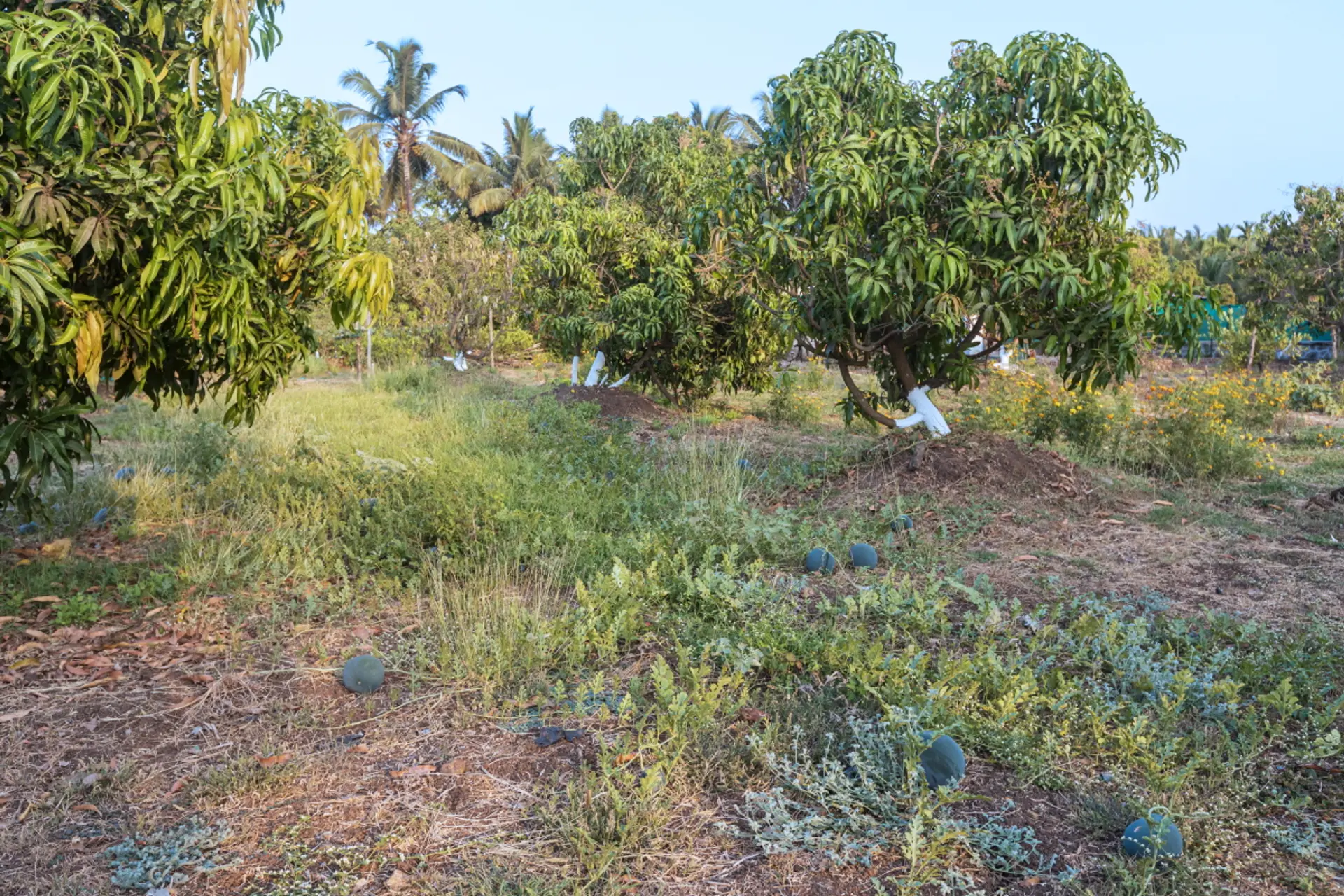 Image 12 of the property