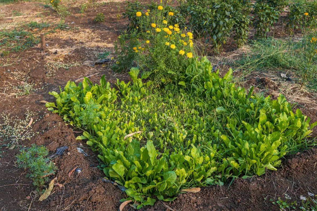 Along with an amazing farm-to-table concept, the organic farm is also open for tours where you can go vegetable picking with your kids and have meals made out of the veggies that you picked! 