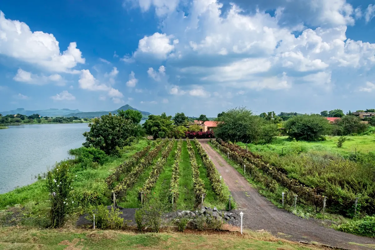  Enjoy an evening stroll through the vineyards