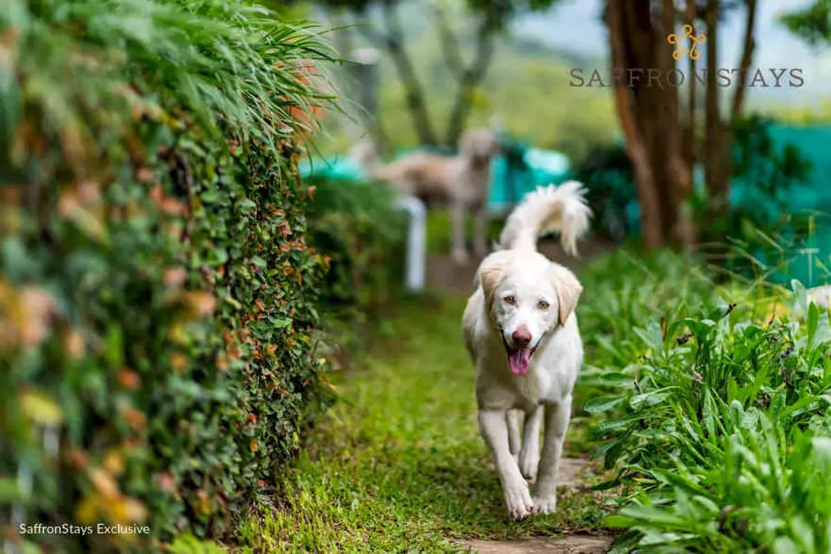 Destress by playing with the 2 adorable pet dogs in the lawn. The other one's camera shy, we think.