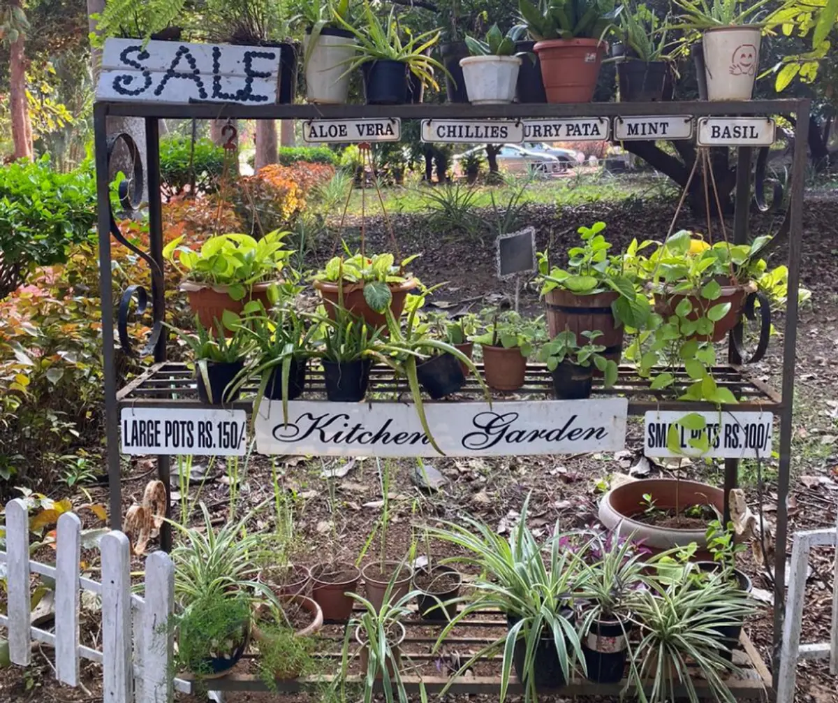 You can pick up herbs for your kitchen garden.