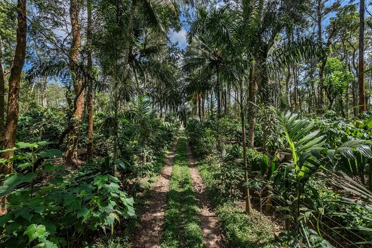 On prior request, an assisted tour of the coffee plantation can be conducted or guests can go on a trail of the plantation.