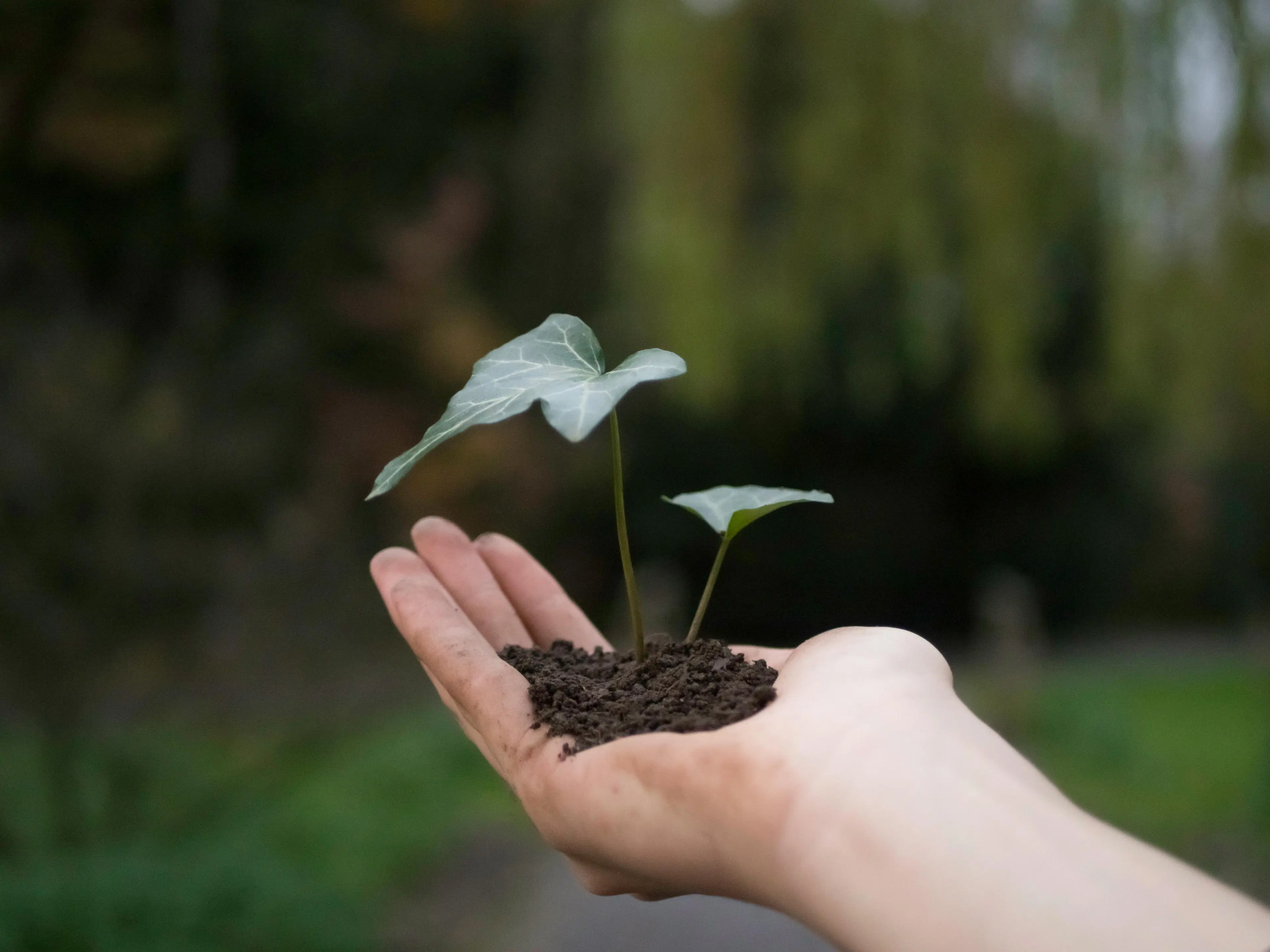 Sapling Making