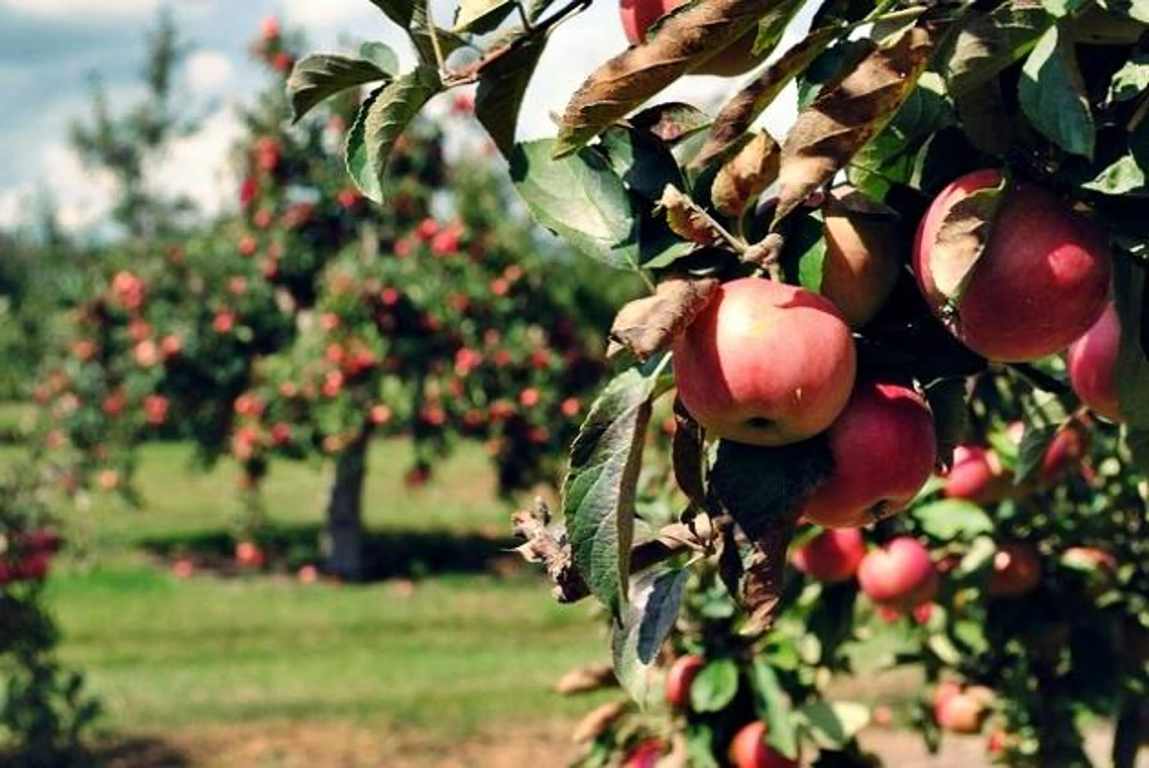 Apple Orchard visits