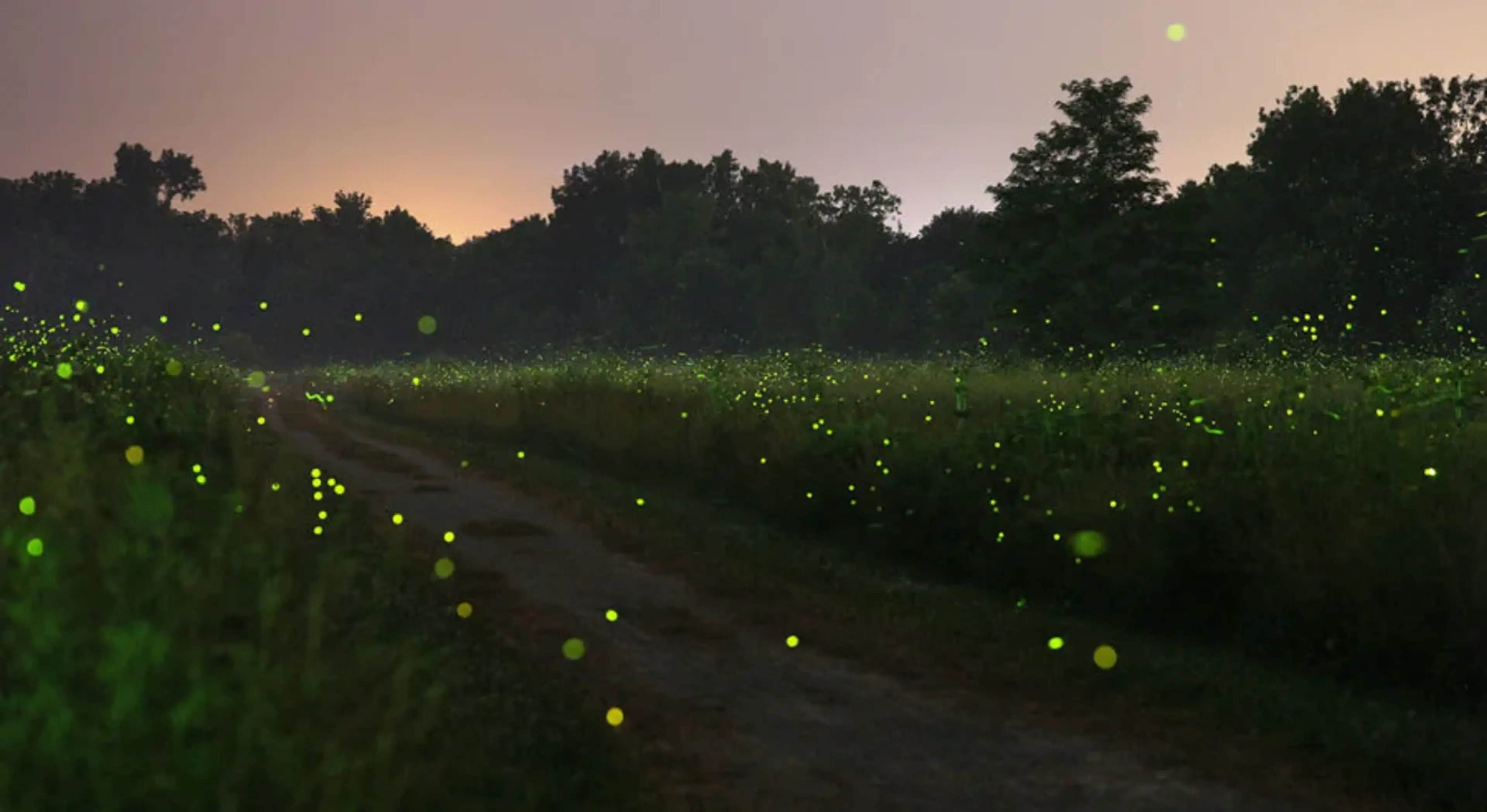 Firefly Sighting