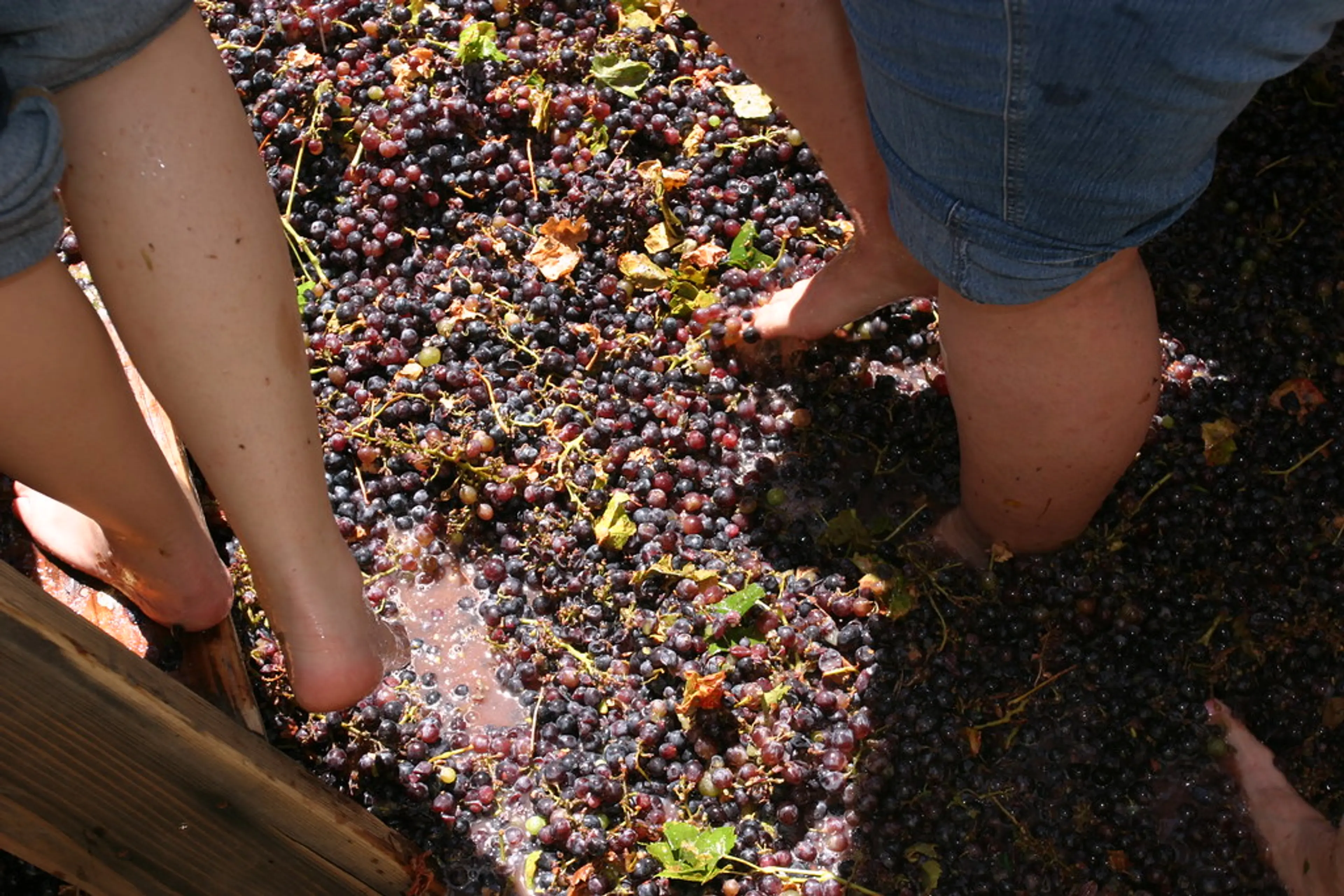 Grape Stomping