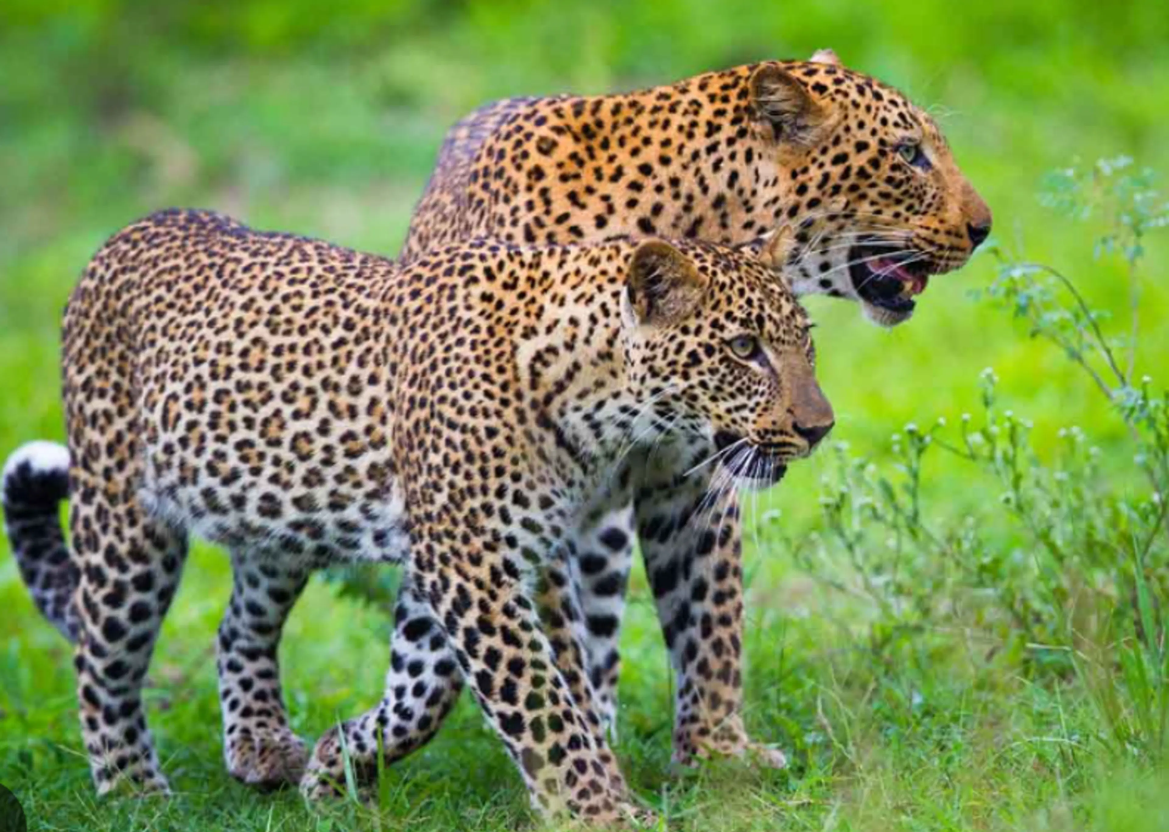 wildlife spotting