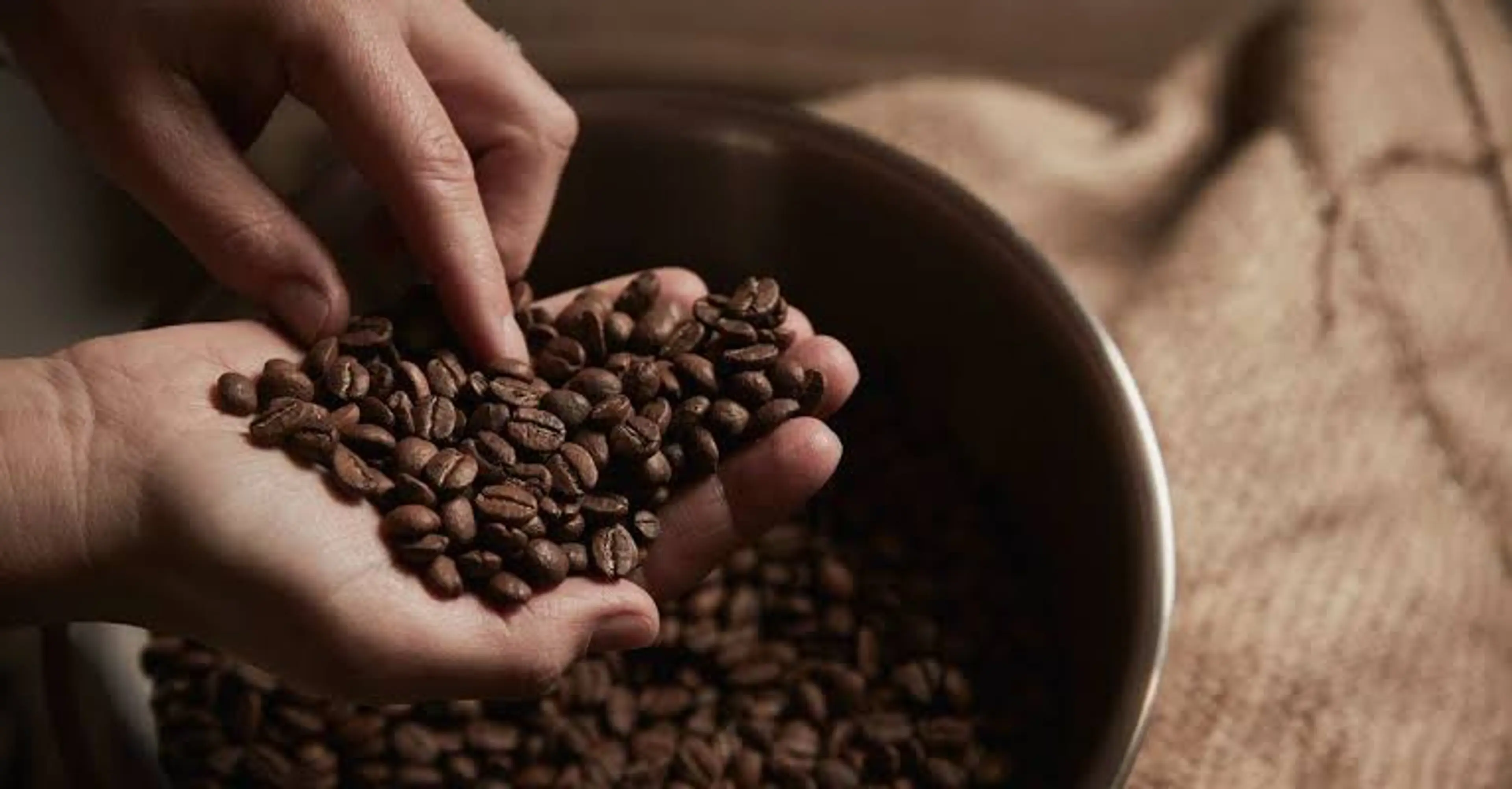 Coffee Harvesting