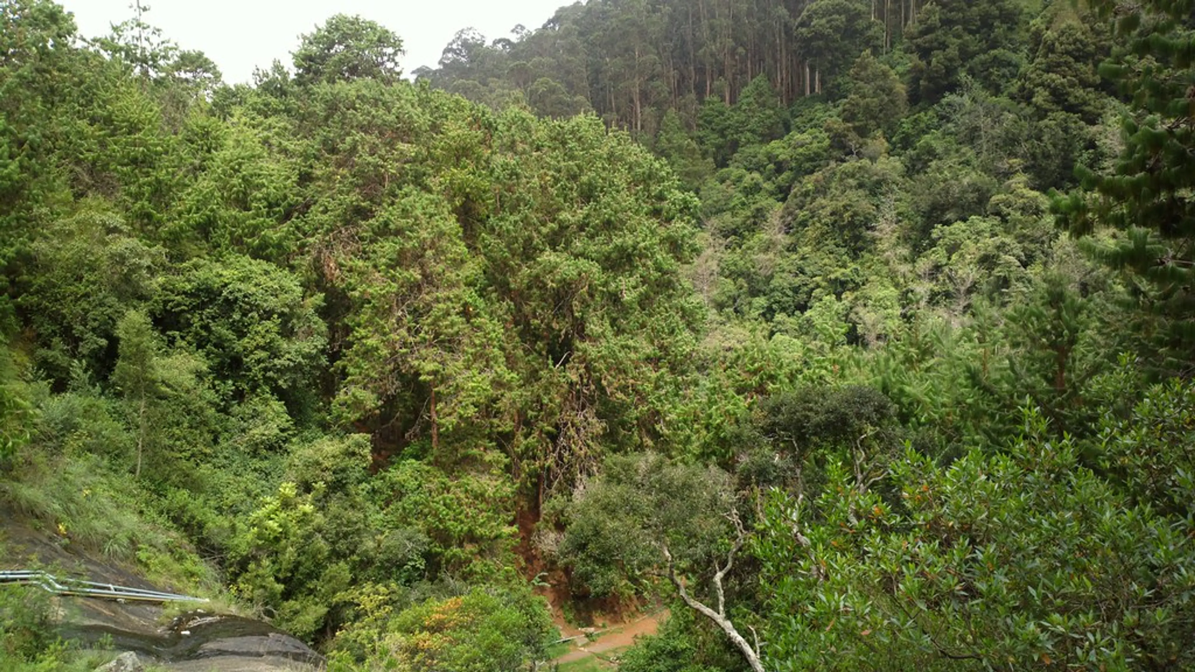 Nature walks in Forest