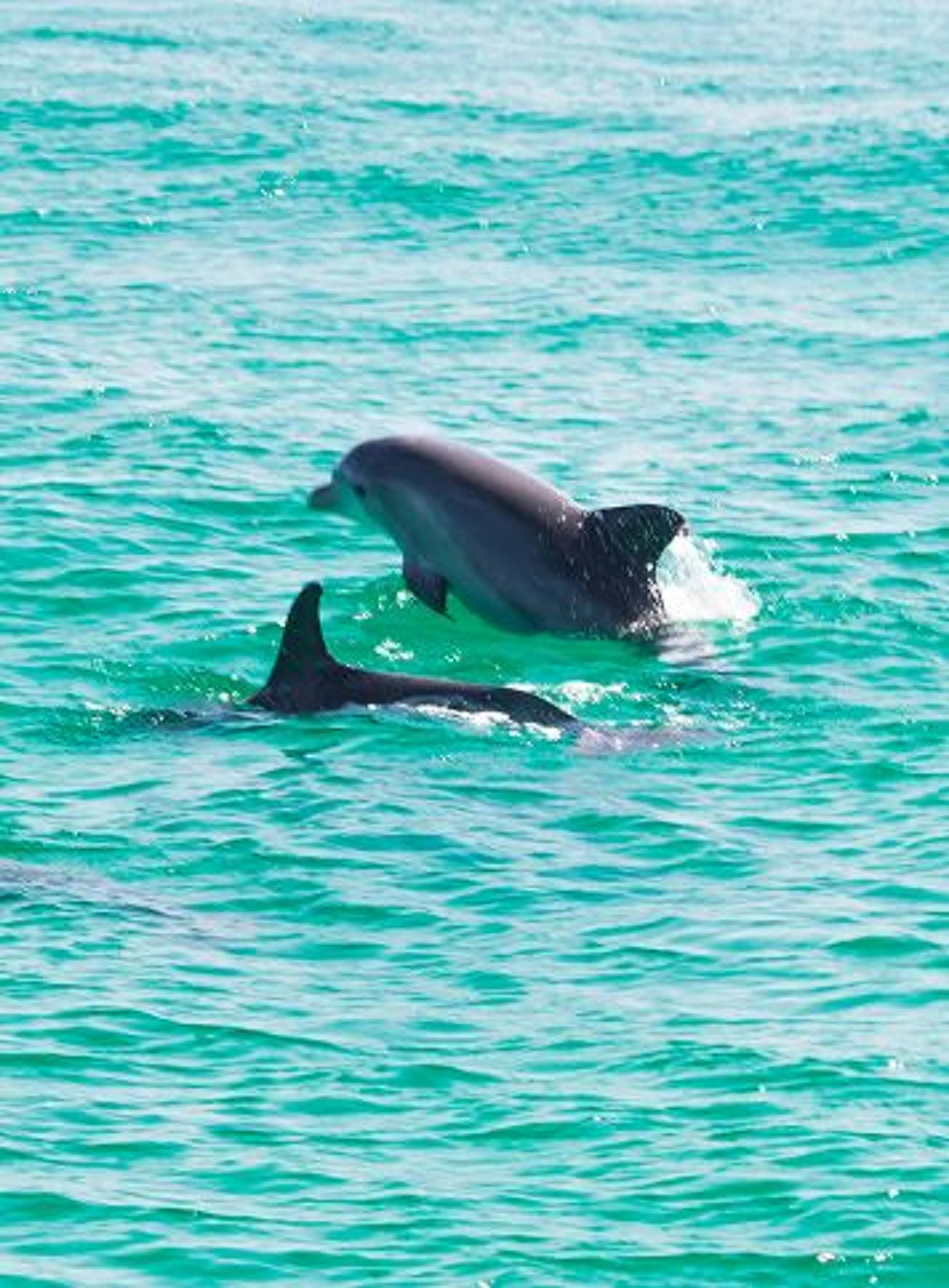 Dolphin sighting