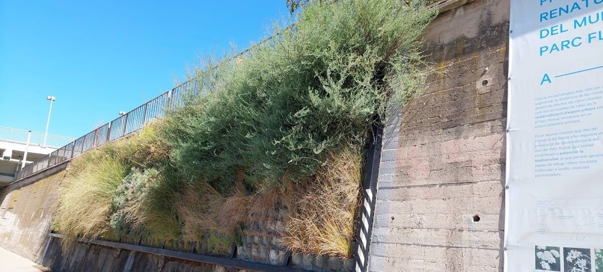 La llera del riu Besòs 1