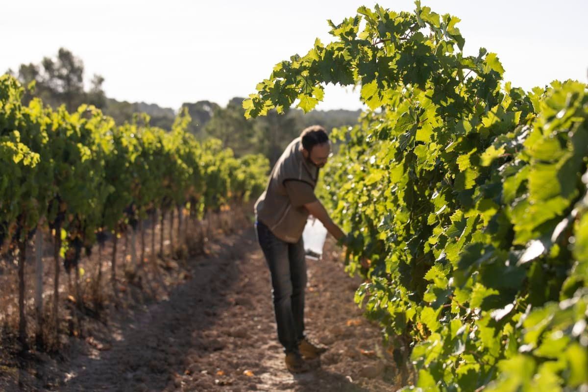 Celler Entrebosc 3