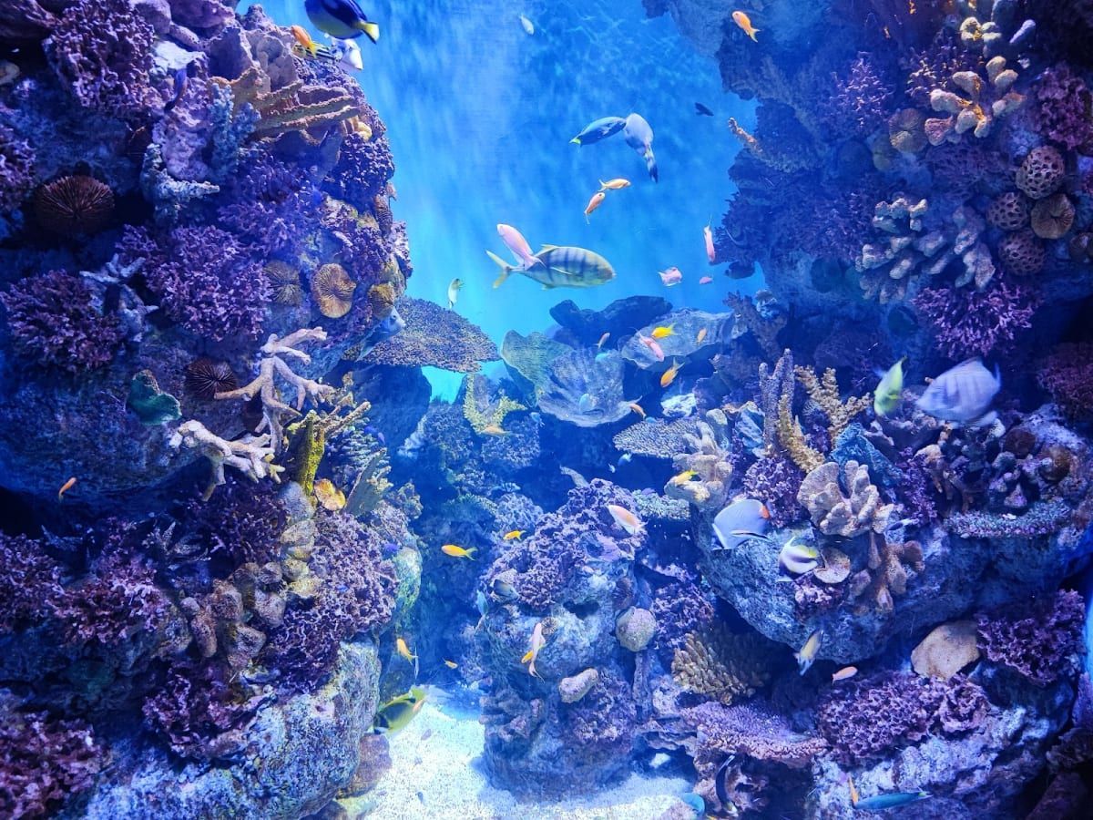 L'Aquàrium de Barcelona 2