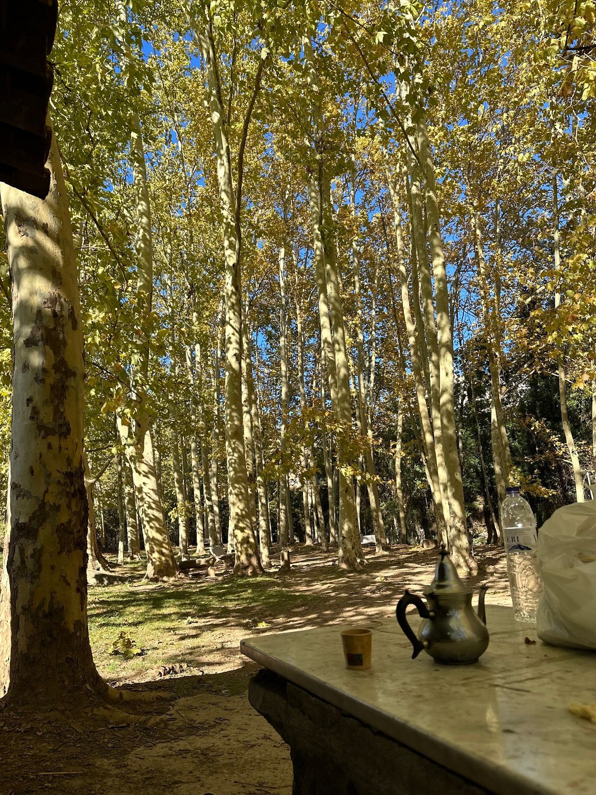 Pèrgola del Parc Municipal 2