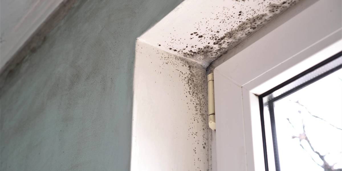 Mold Remediation Free Estimate in Avon, OH