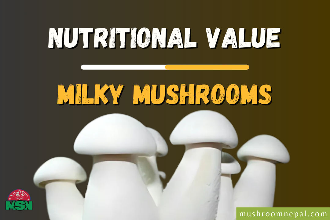 Nutritional Value of Milky Mushrooms