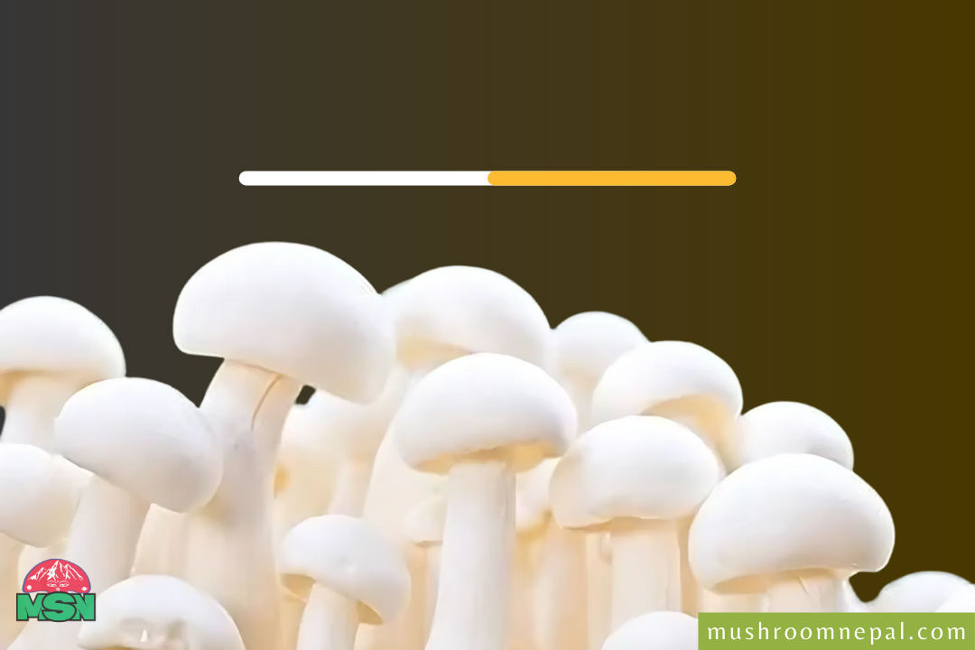 Nutritional Value and Bioactive Functions of Milky Mushrooms