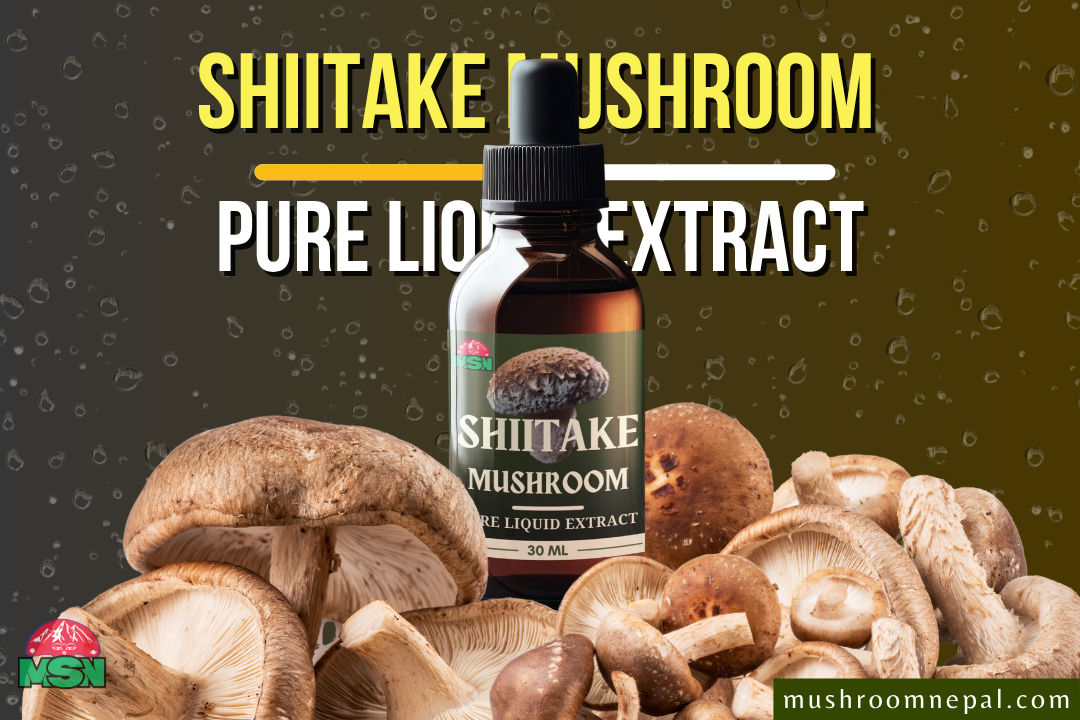 MSN Shiitake Mushroom Pure Liquid Extract: A Key to Natural Vitality