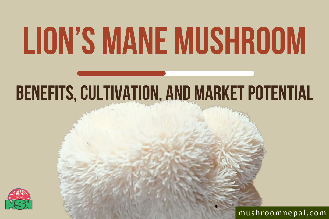 Lion’s Mane Mushrooms: A Complete Guide to its Benefits, Cultivation, and Market Potential