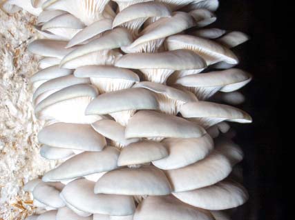 Oyster Mushroom Cultivation in Nepal