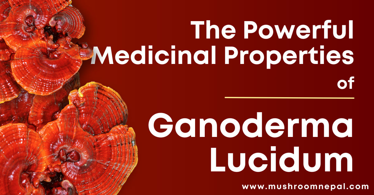The Powerful Medicinal Properties of Ganoderma Lucidum